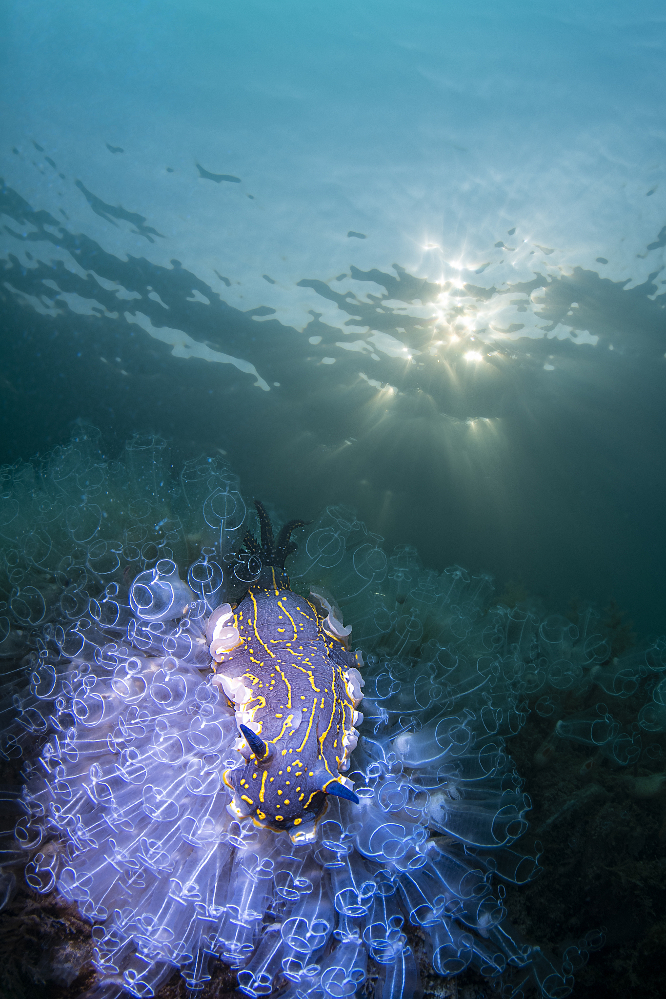 选择OCEANOLOGIA的5大理由：全面知识、实践机会、职业发展、国际化和环保