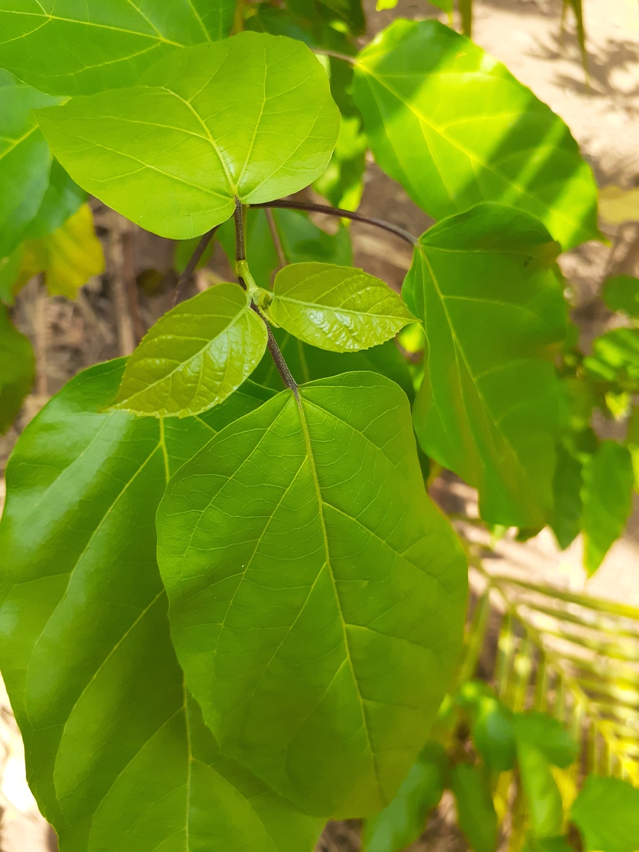 梧桐叶形状 - 掌状复叶的独特形态