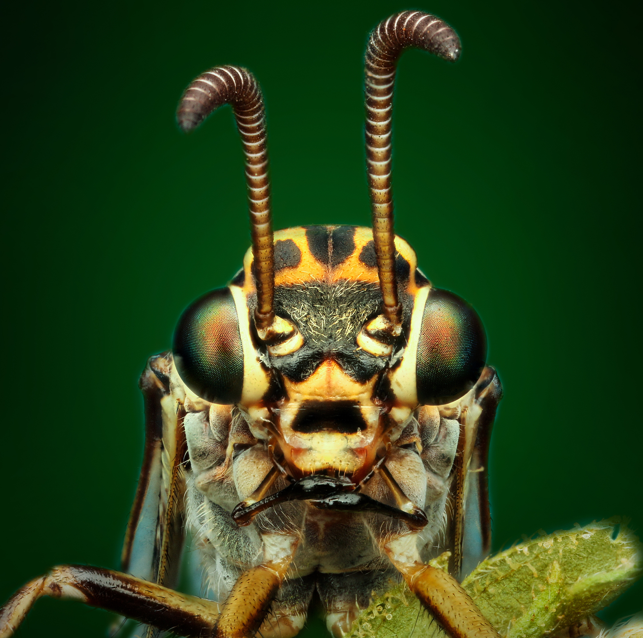 extreme macro photography of insect including eyes