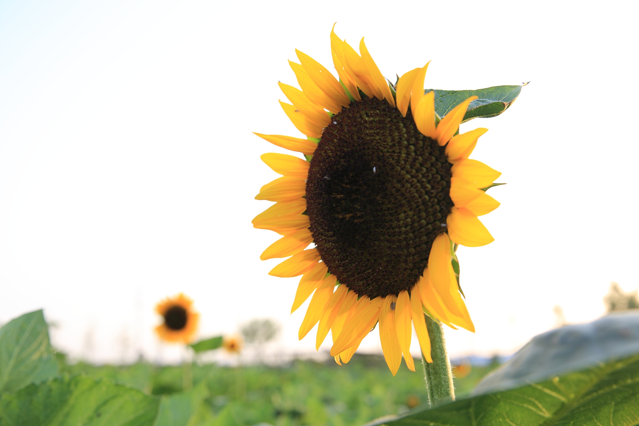 向日葵迎难而上的名人名言、金句、