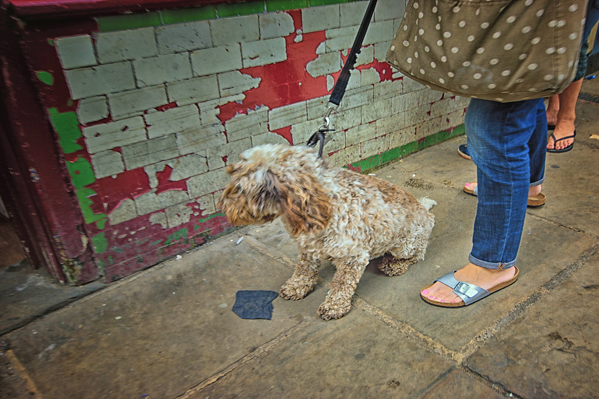 南京宠物救助中心：呵护流浪动物，传递爱心