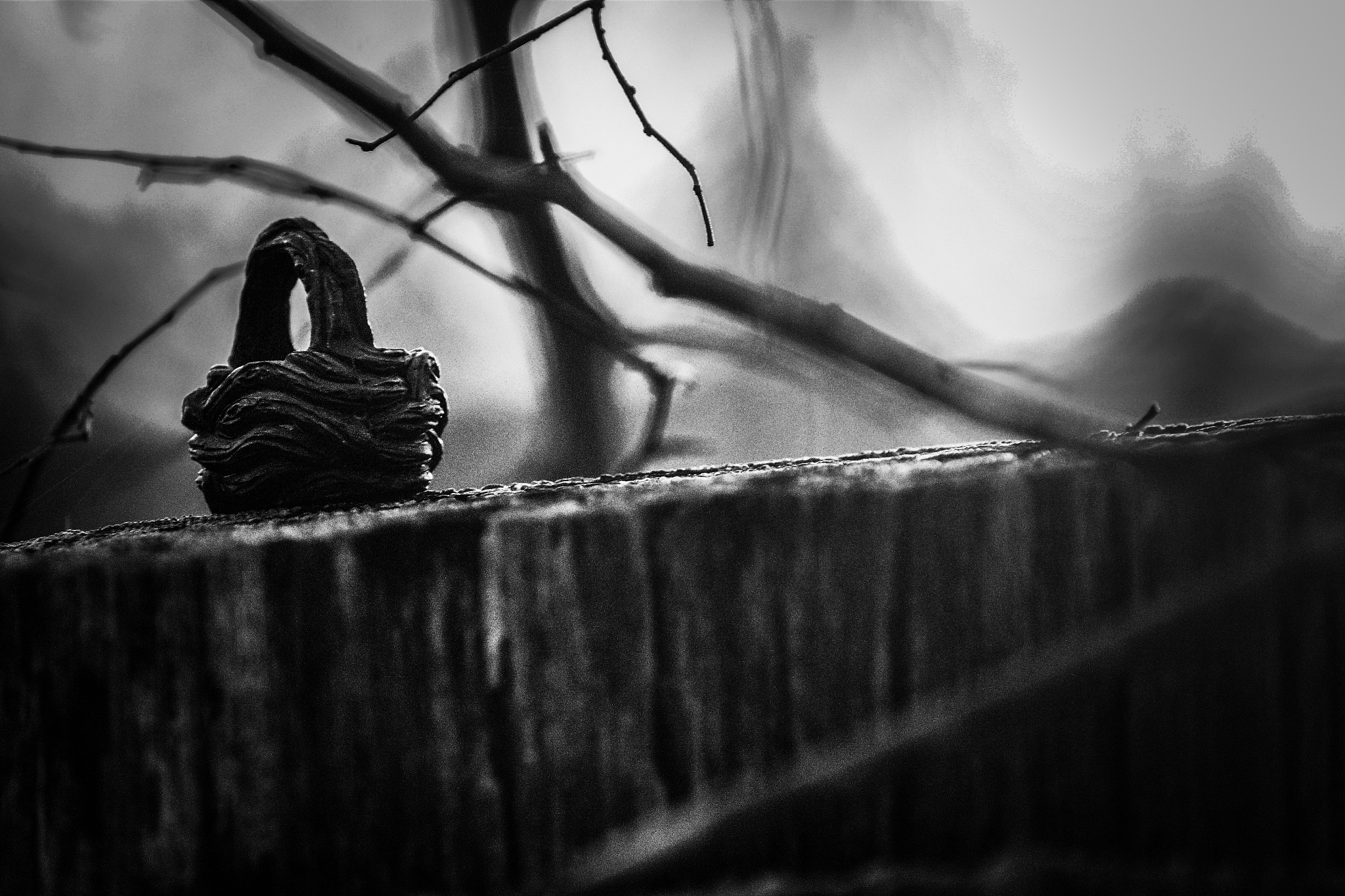 low angle view of bird on wall