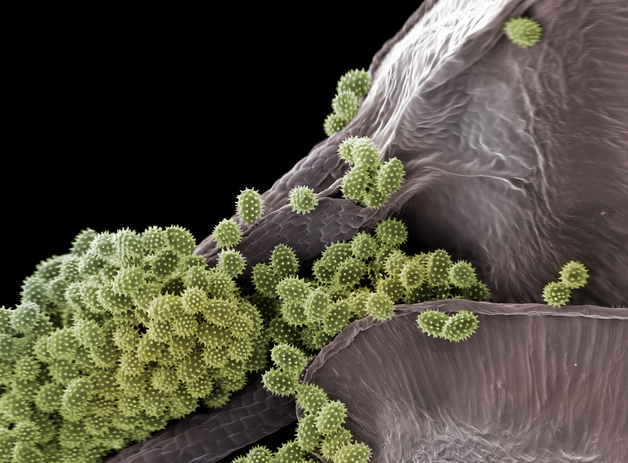change the sentenceSchizophyllum polysaccharides were first discovered to have antibacterial activity