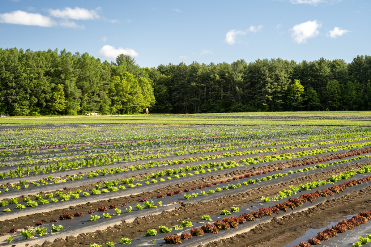 绿色农业种植技术优势及推广对策研究
