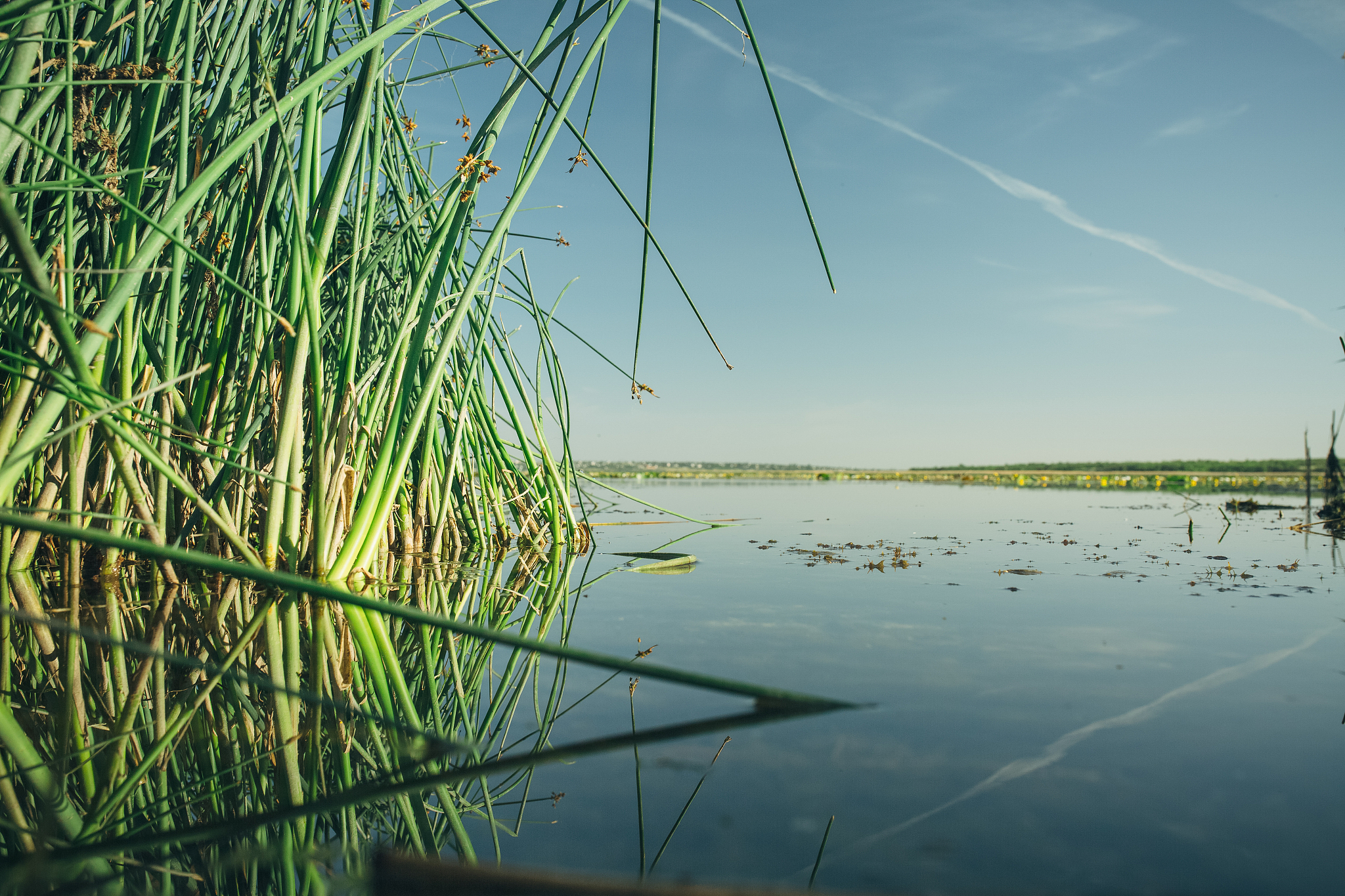 picture of the shore with reeds and water