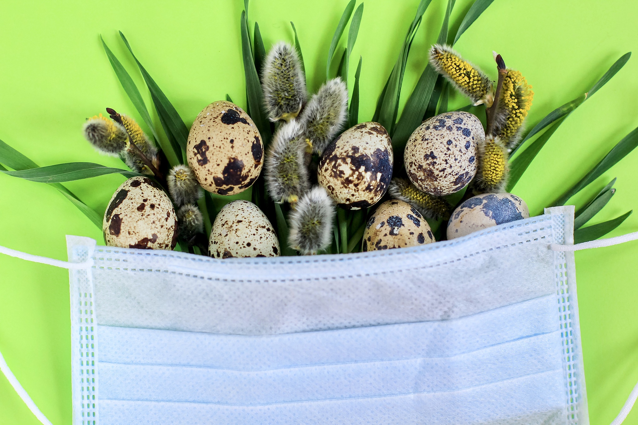 covid 19 easter card. medical face mask, quail eggs,  willow bra