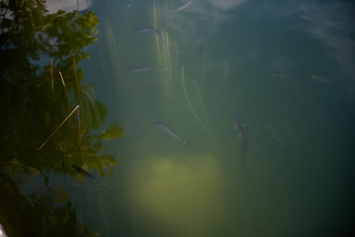 Can you make it more elegant and lively in line with the schools official social media style The Weiming Lake is an ocean Whats it like being a fish in it Let’s dive into the underwater world follow