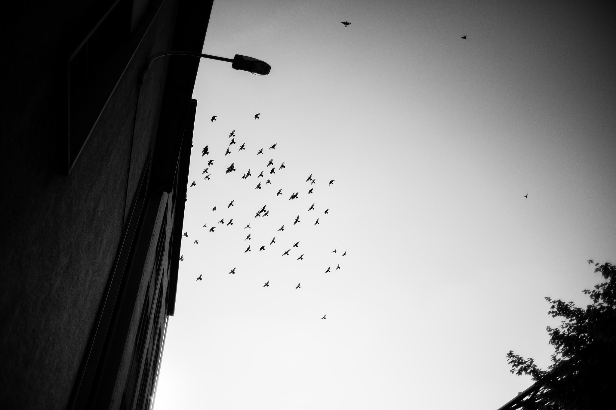 愤怒的小鸟时空之旅手游更新日志 - v1.0.0 | 新增关卡、角色和游戏模式