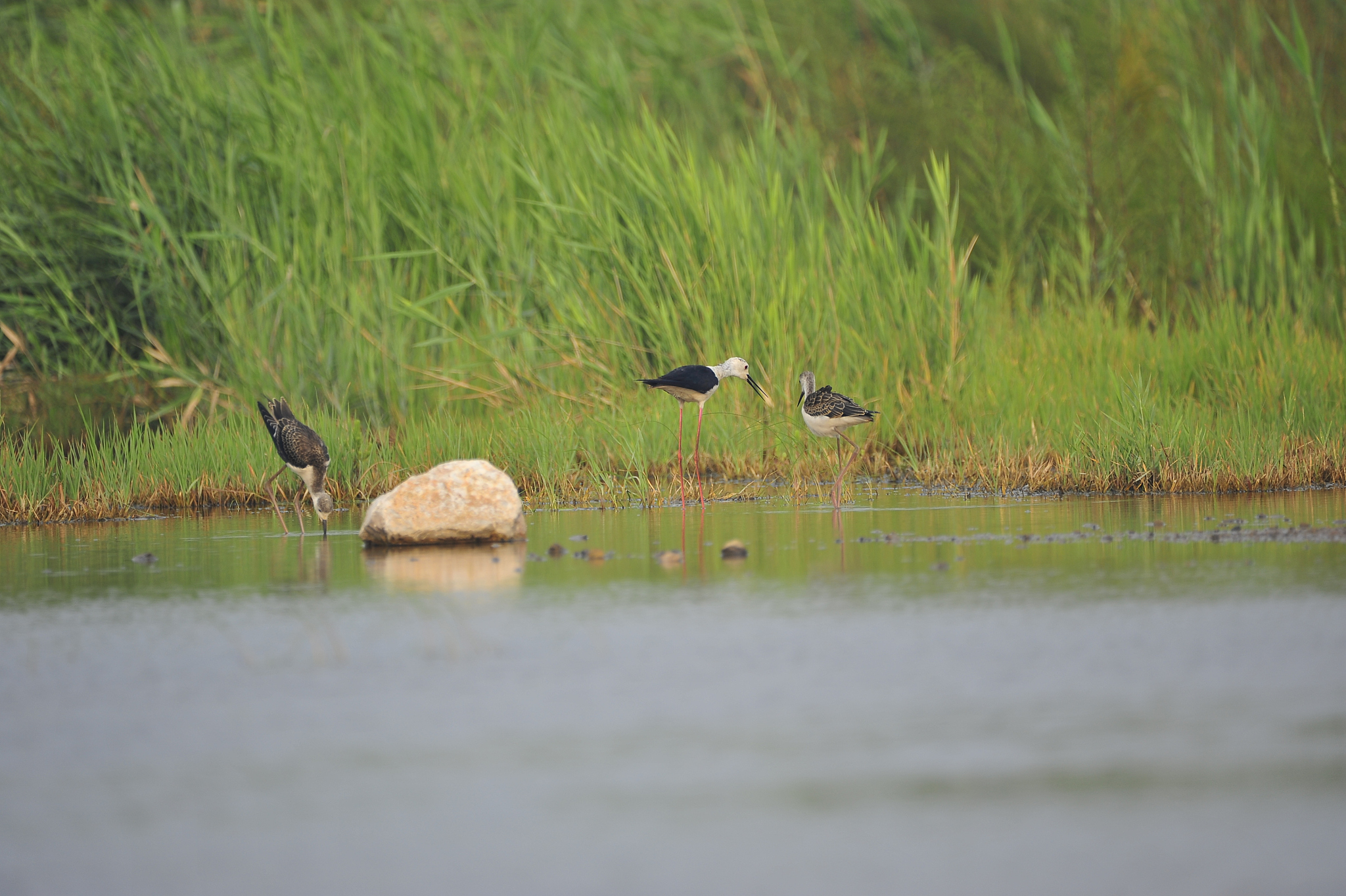 崇明东滩鸟类国家级自然保护区观鸟游径设计与管理研究