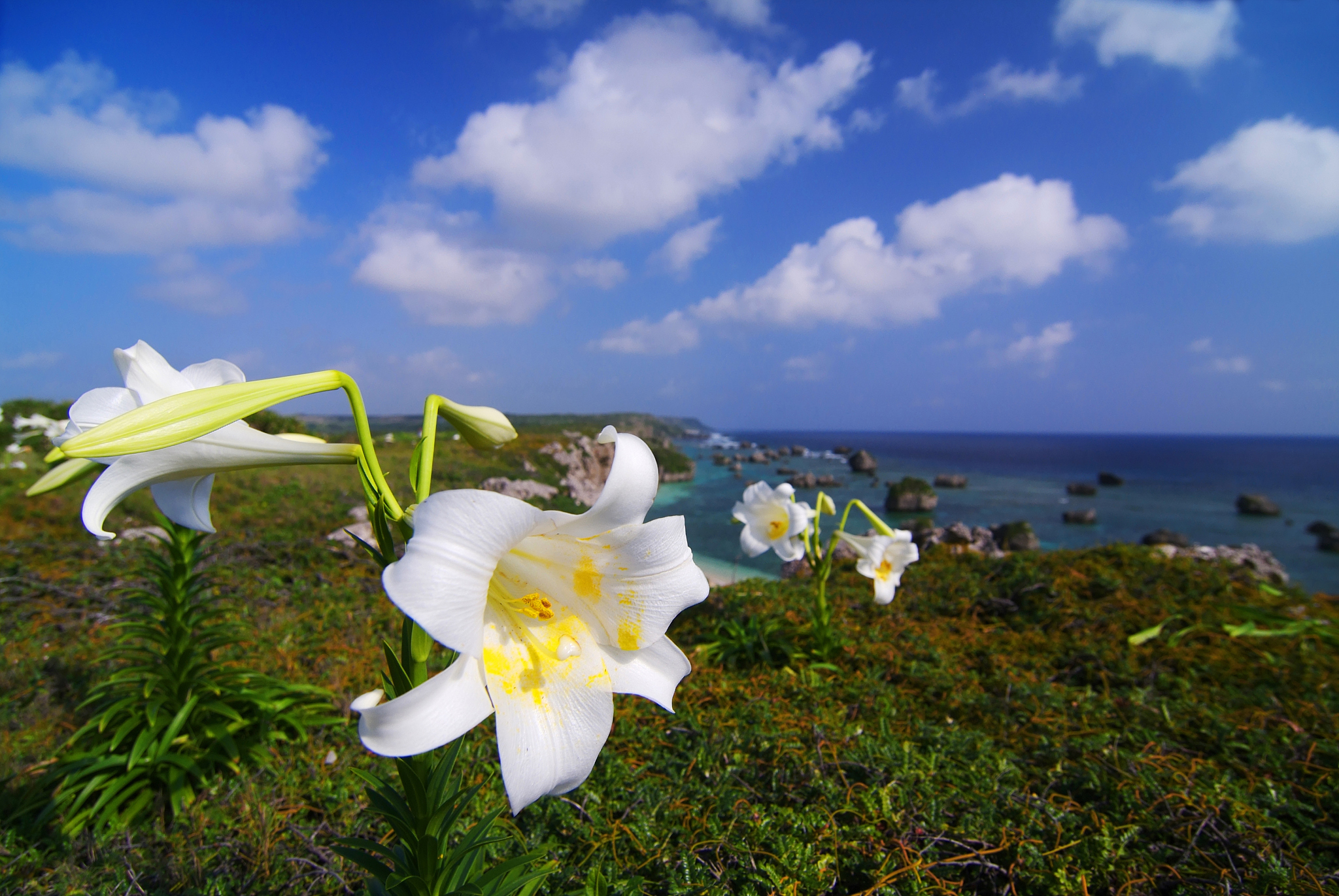 east peace lily name cape
