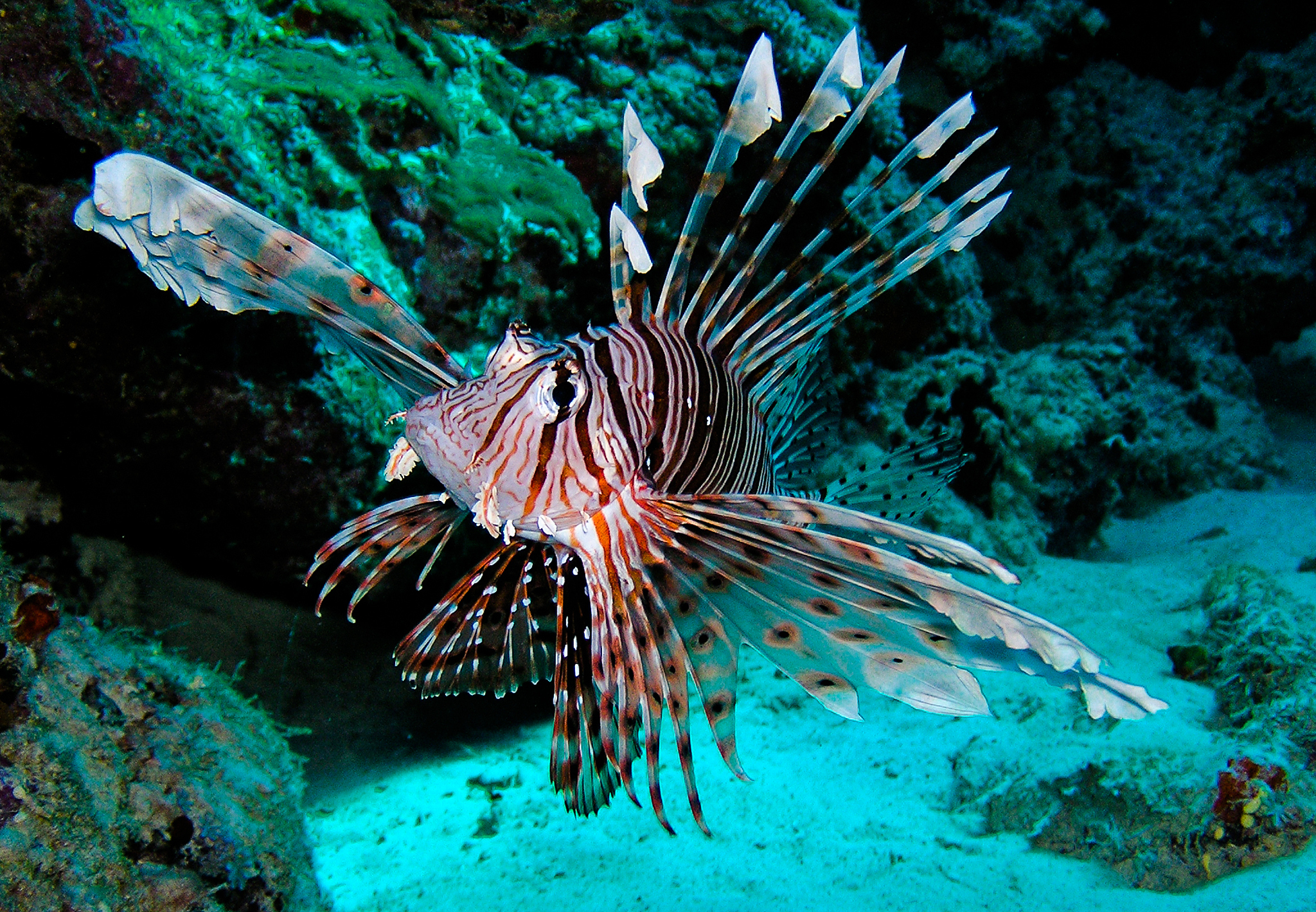 spectacular lionfish