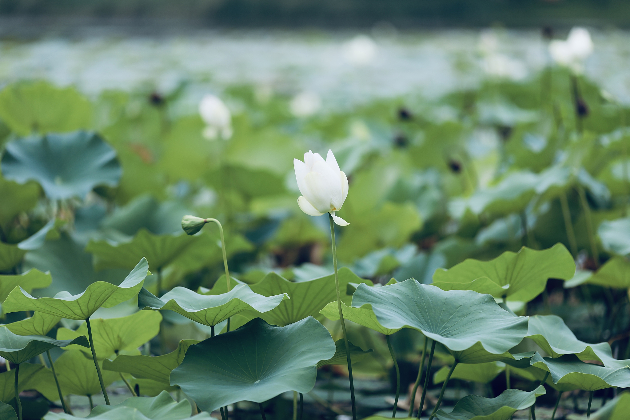 荷花定律为什么是29天