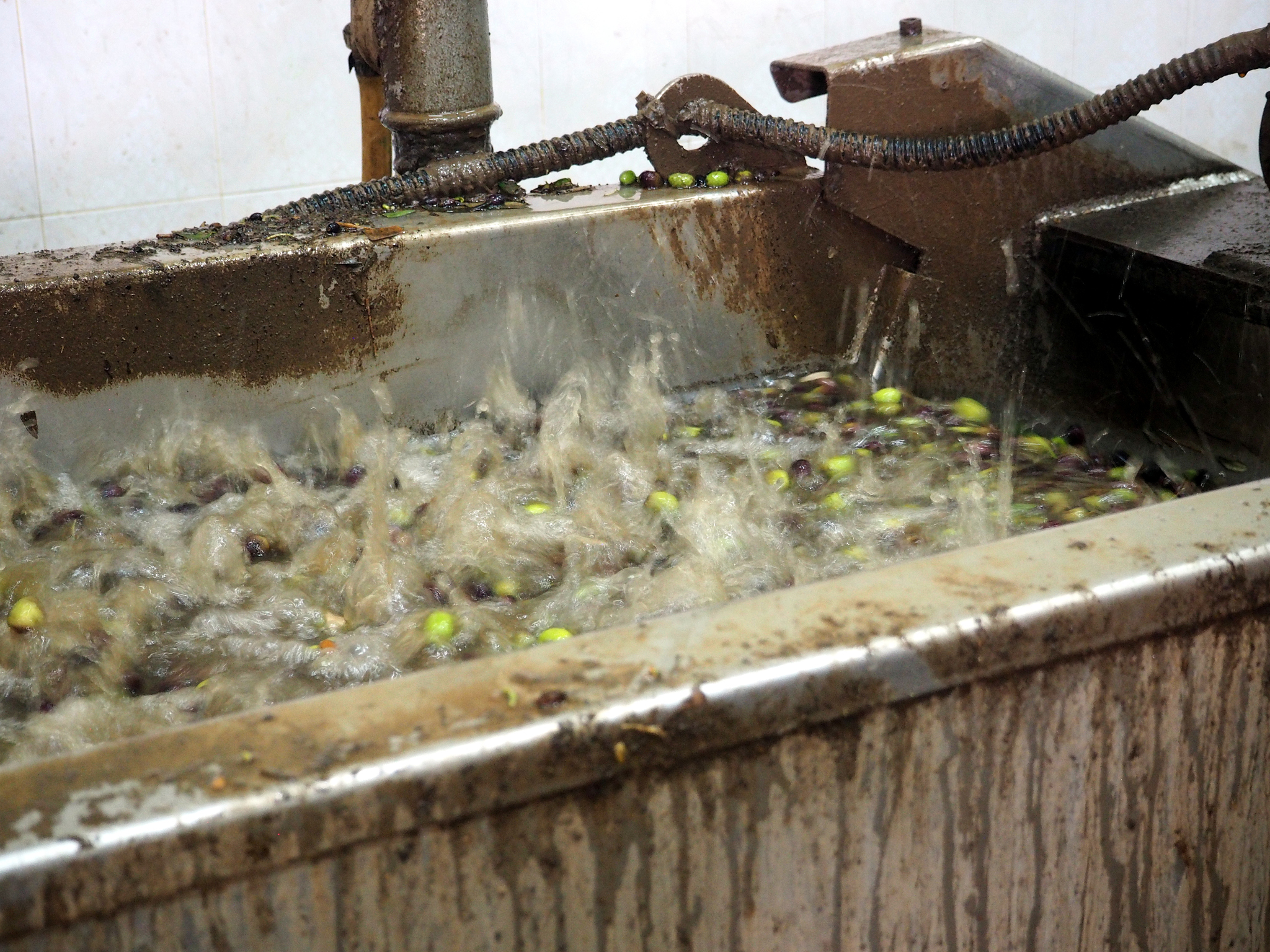 虾苗试水不成功要等多久再试回答加拓展。