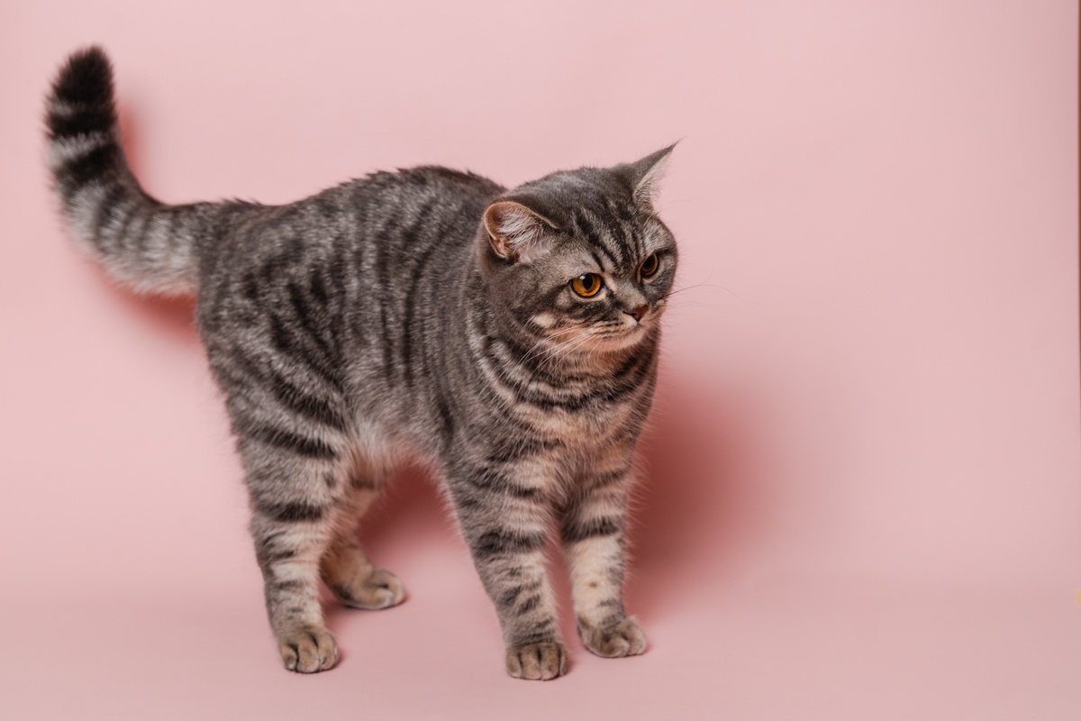 有价值三四百的猫吗？是什么样的？