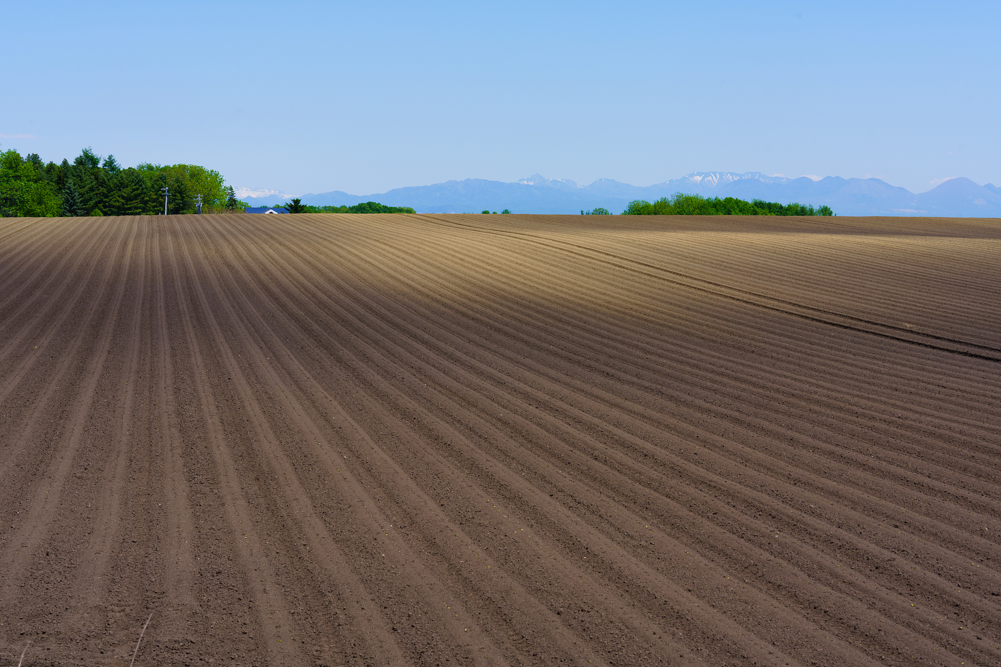 field in spring