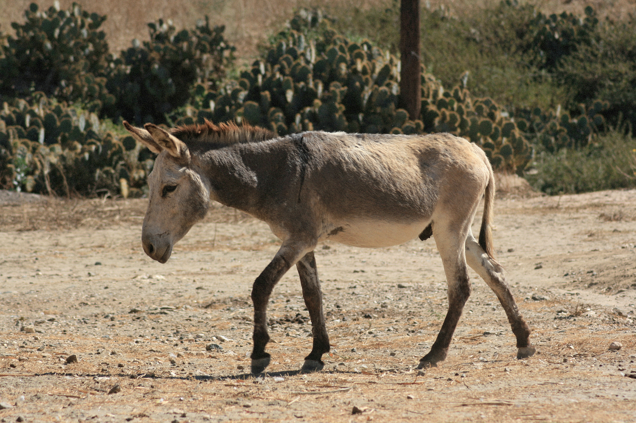 a lone donkey near keren, eritrea, africa