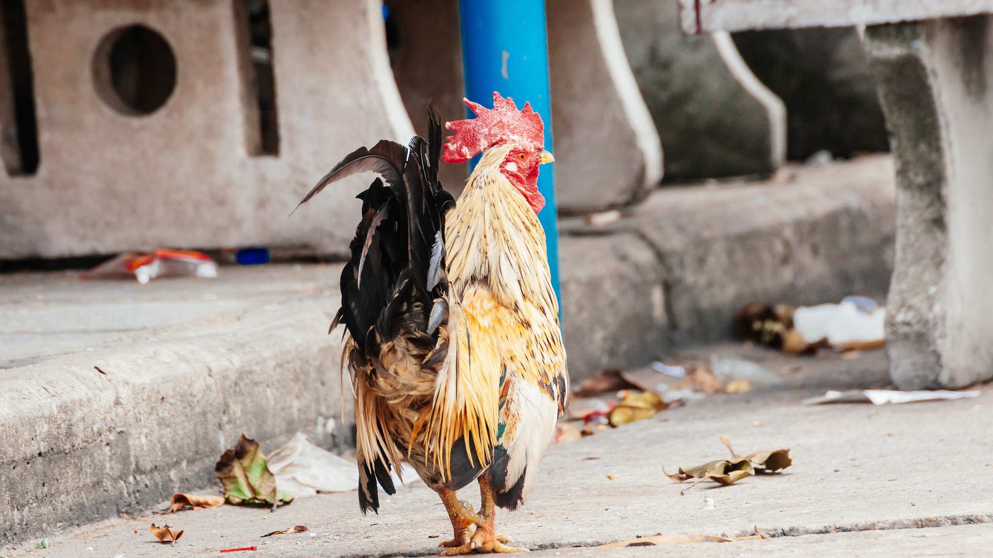肖鸡的特长 用250字帮我描述