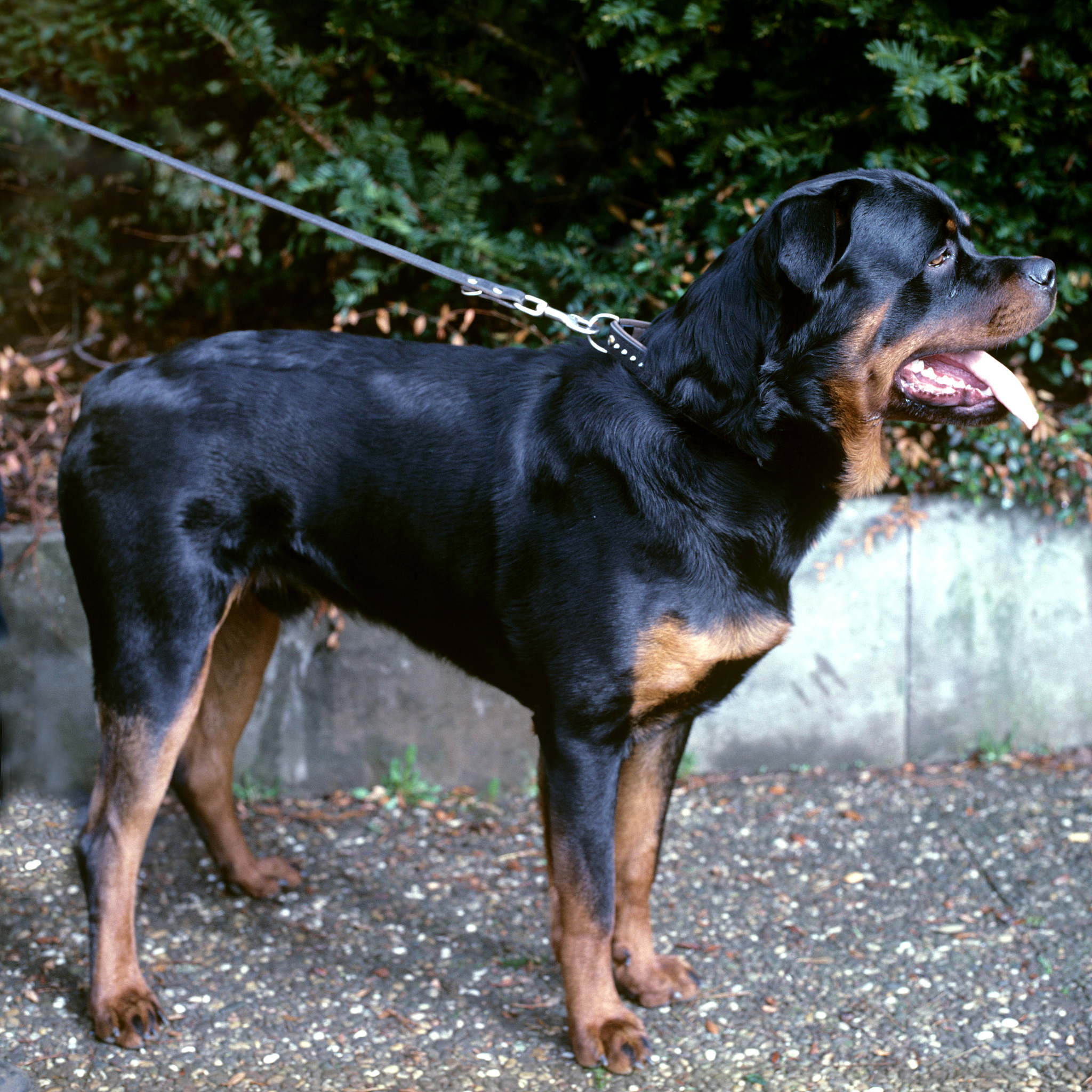 😱遇见这五种狗狗，你需要知道的防身技巧！