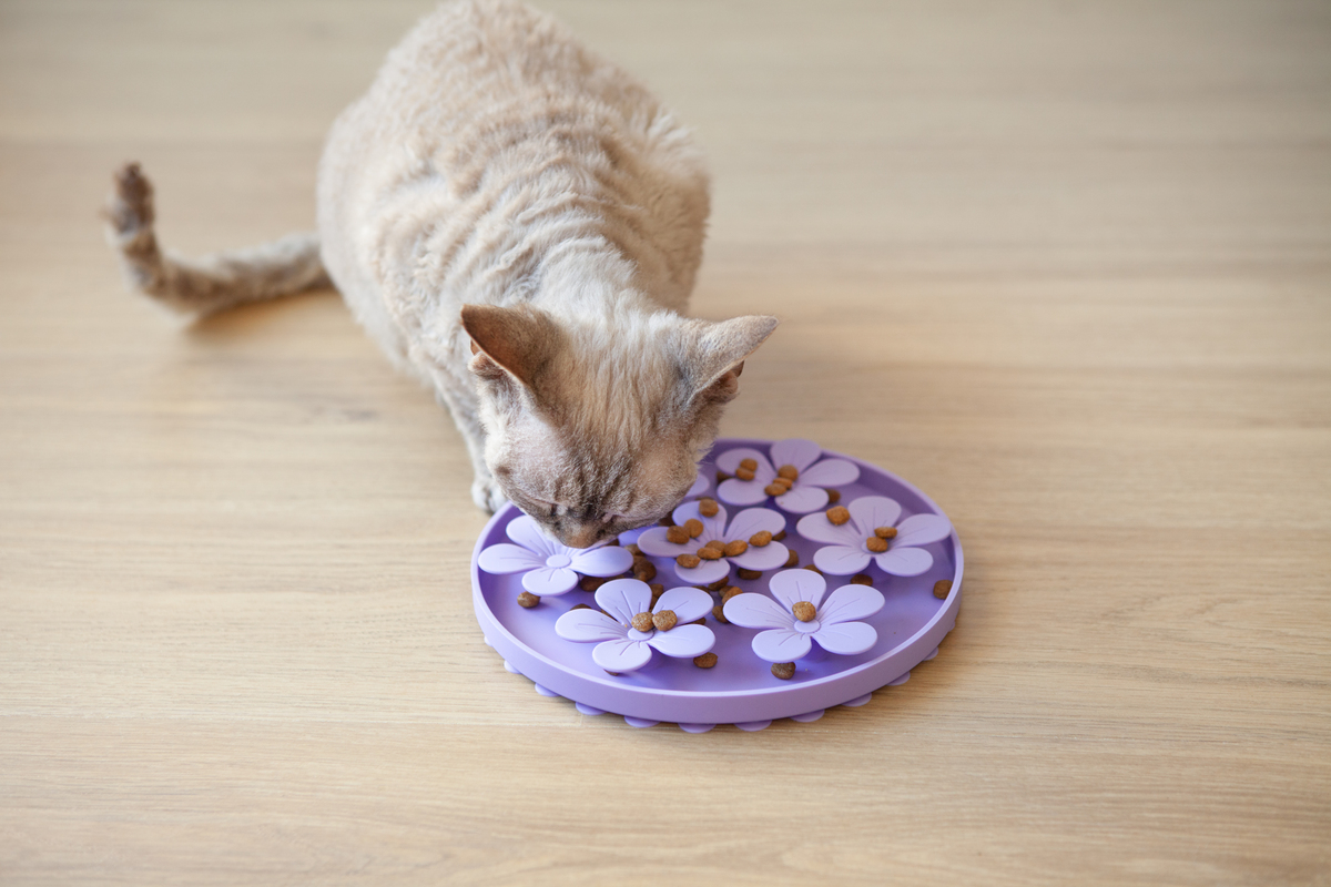 养猫必备物品清单：从猫粮到猫玩具，全方位准备指南