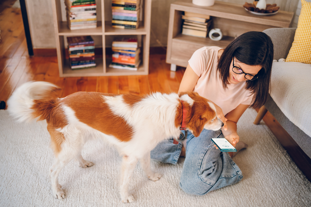 如何与你的宠物建立深厚关系：一份指南