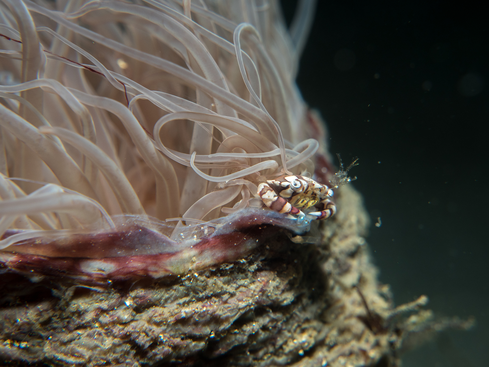 佛罗里达长柄海鞘基因组揭示脊索动物进化奥秘