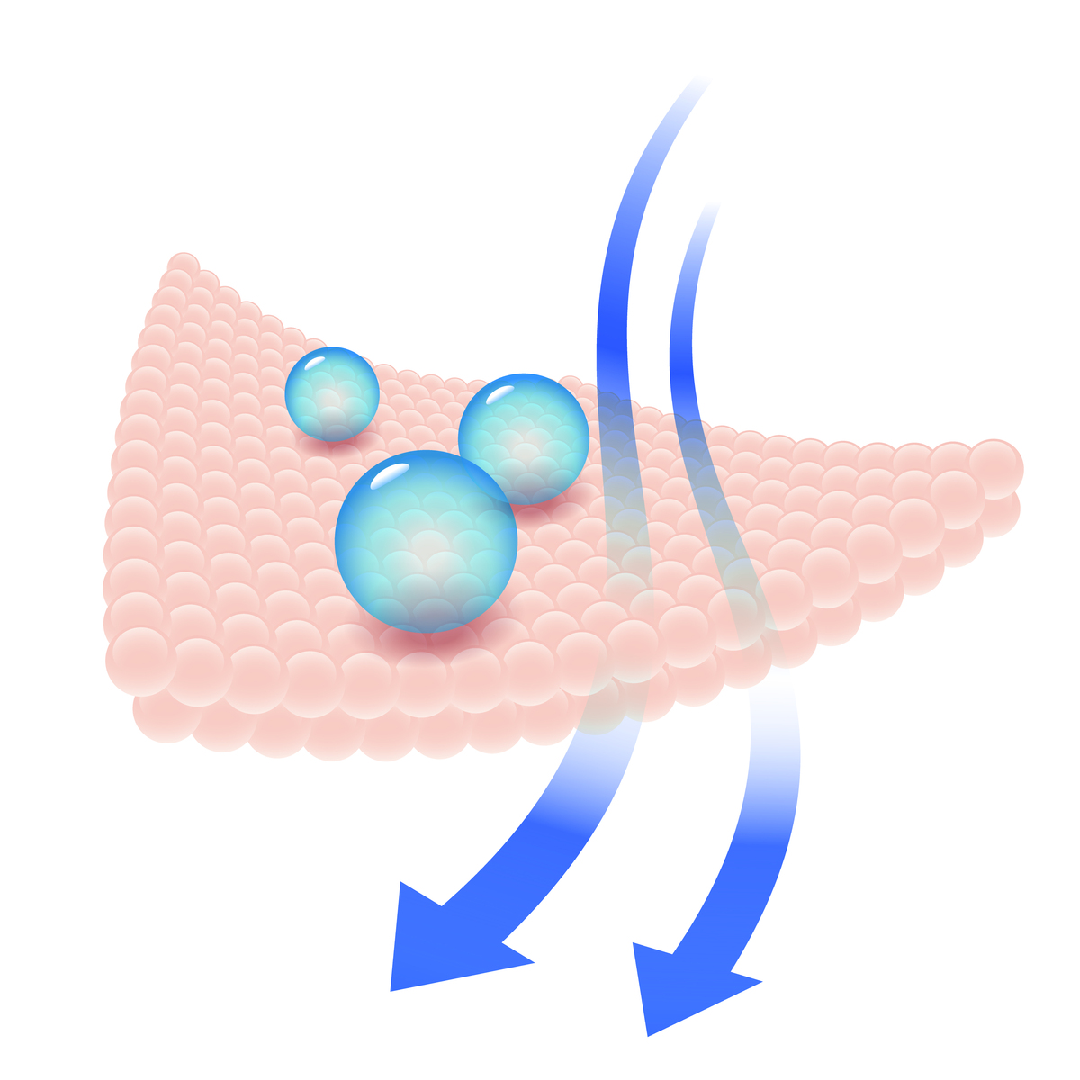 磷脂双分子层：保湿功效与皮肤护理