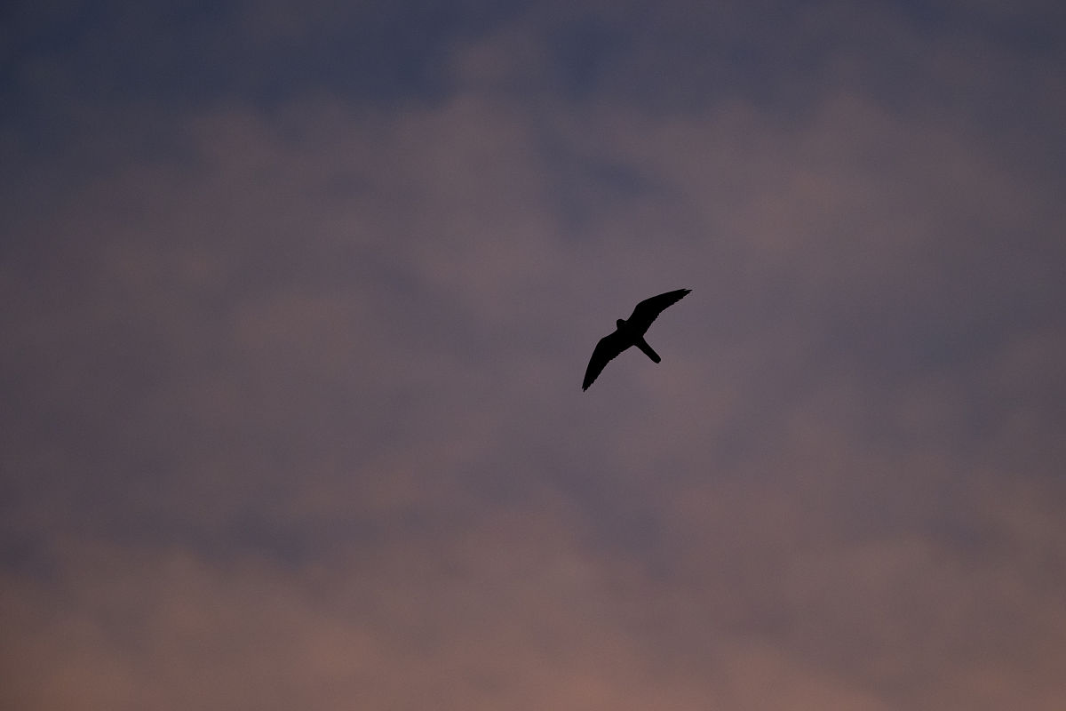 eleonora的猎鹰(falco eleonorae)在高速飞行.