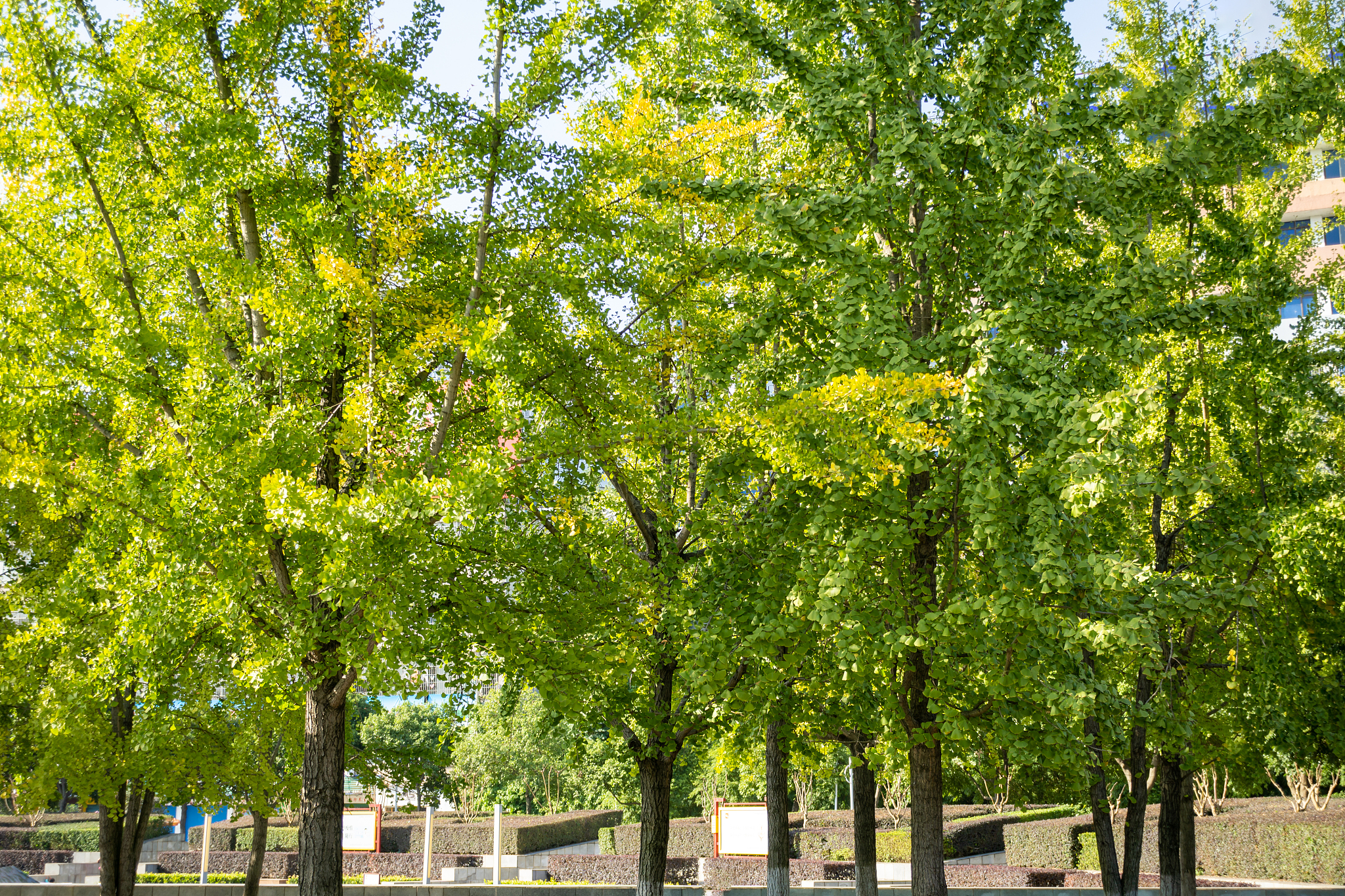 写一篇西安东三环道路绿化主要植物。