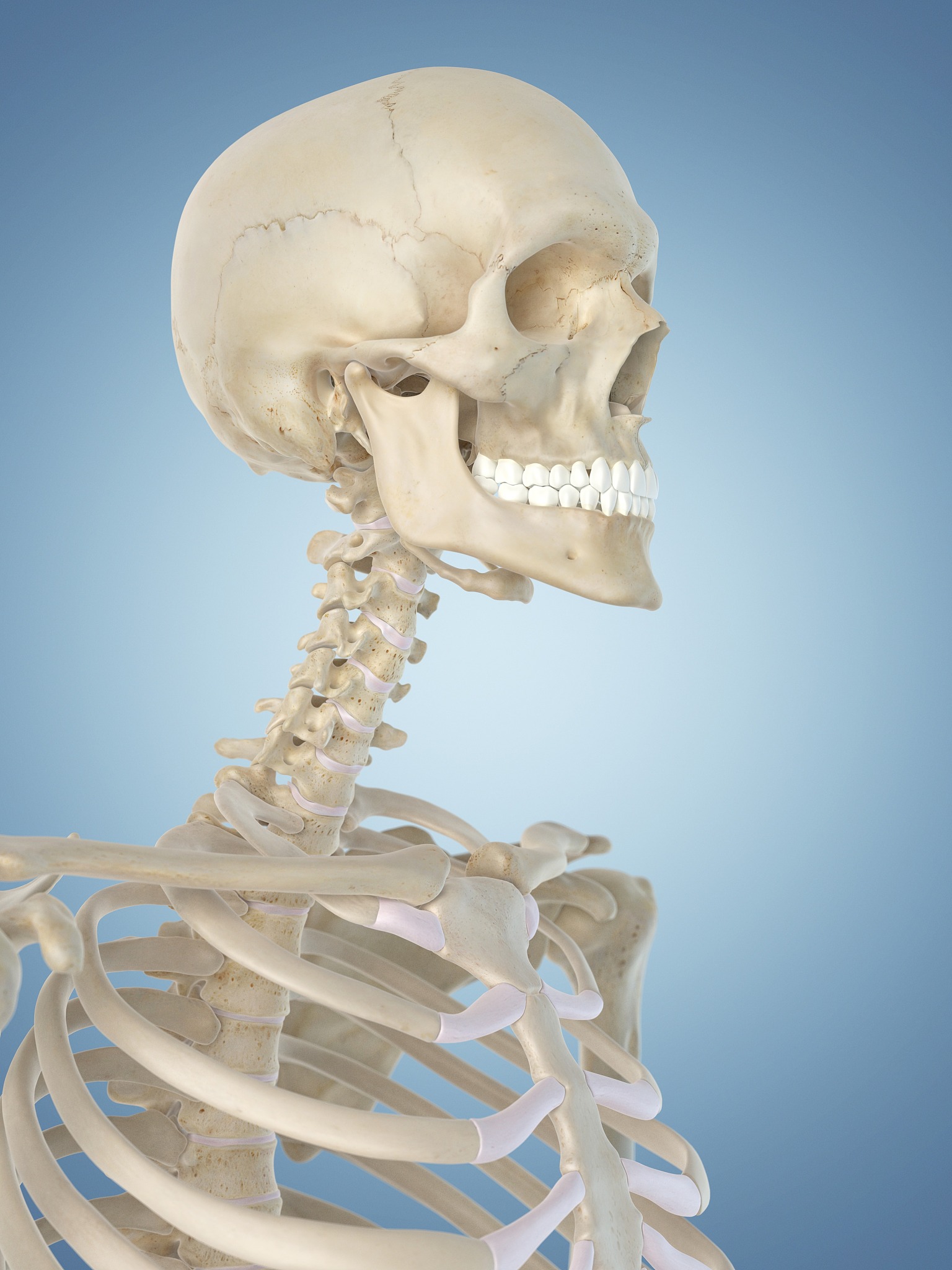 人体骨骼结构图解：从头部到脚趾，详细解析各个部位骨骼名称