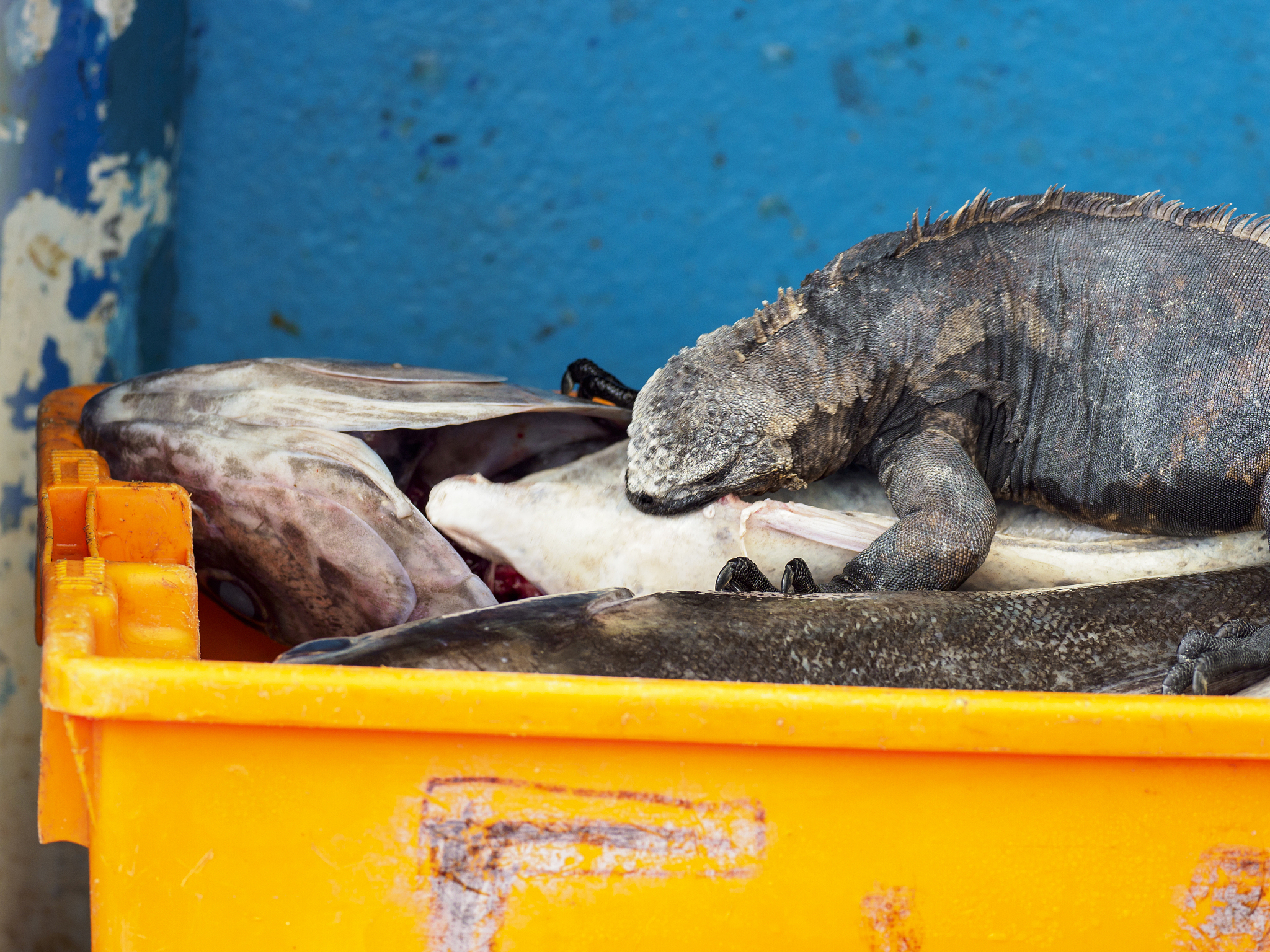 galapagos marine iguana eating fish