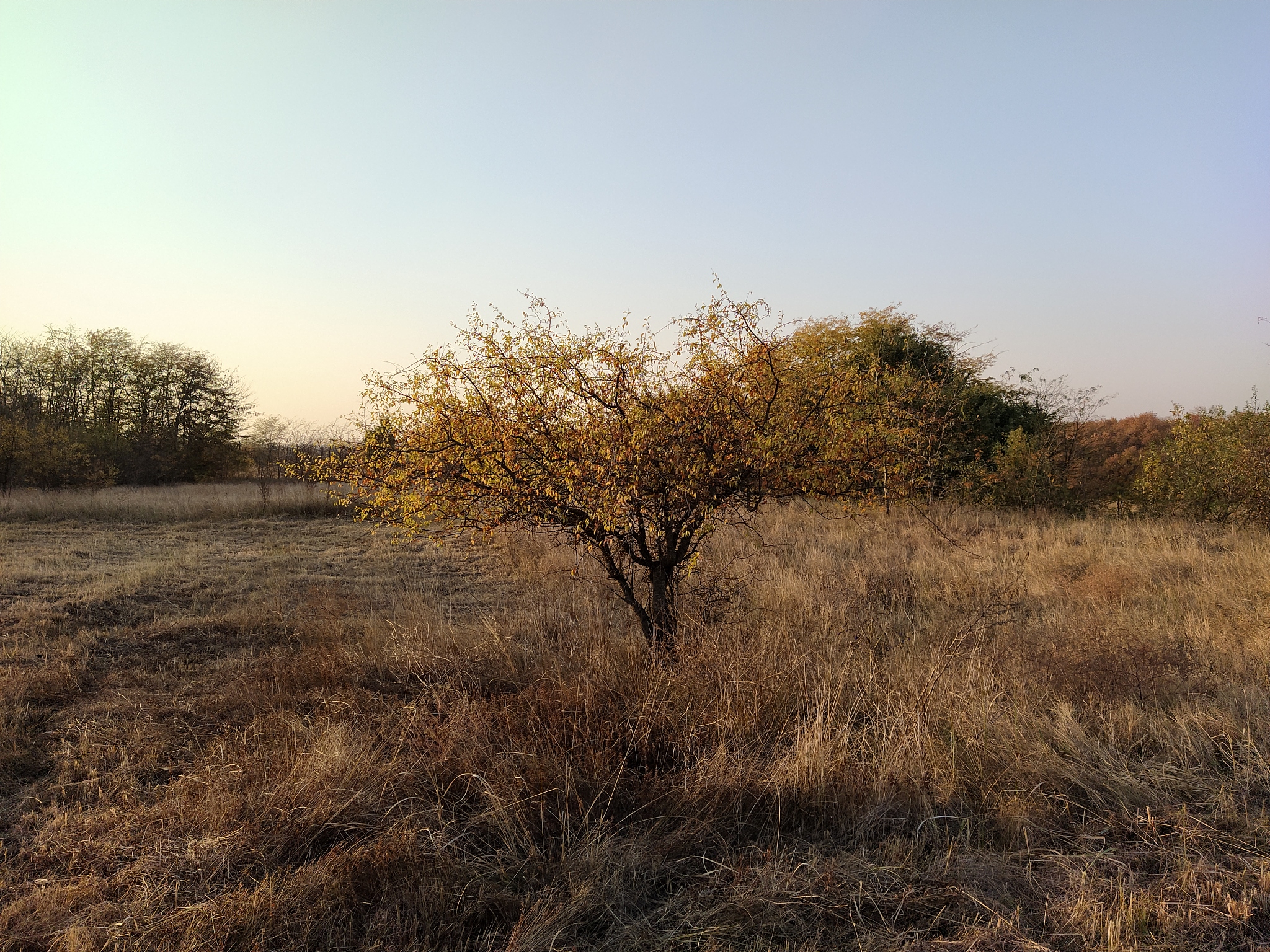 acacia tree in the grass