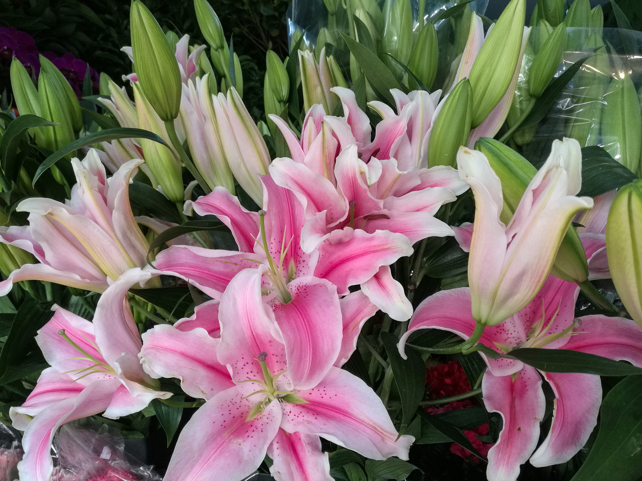 百合花：优雅的象征，观赏与药用价值兼具