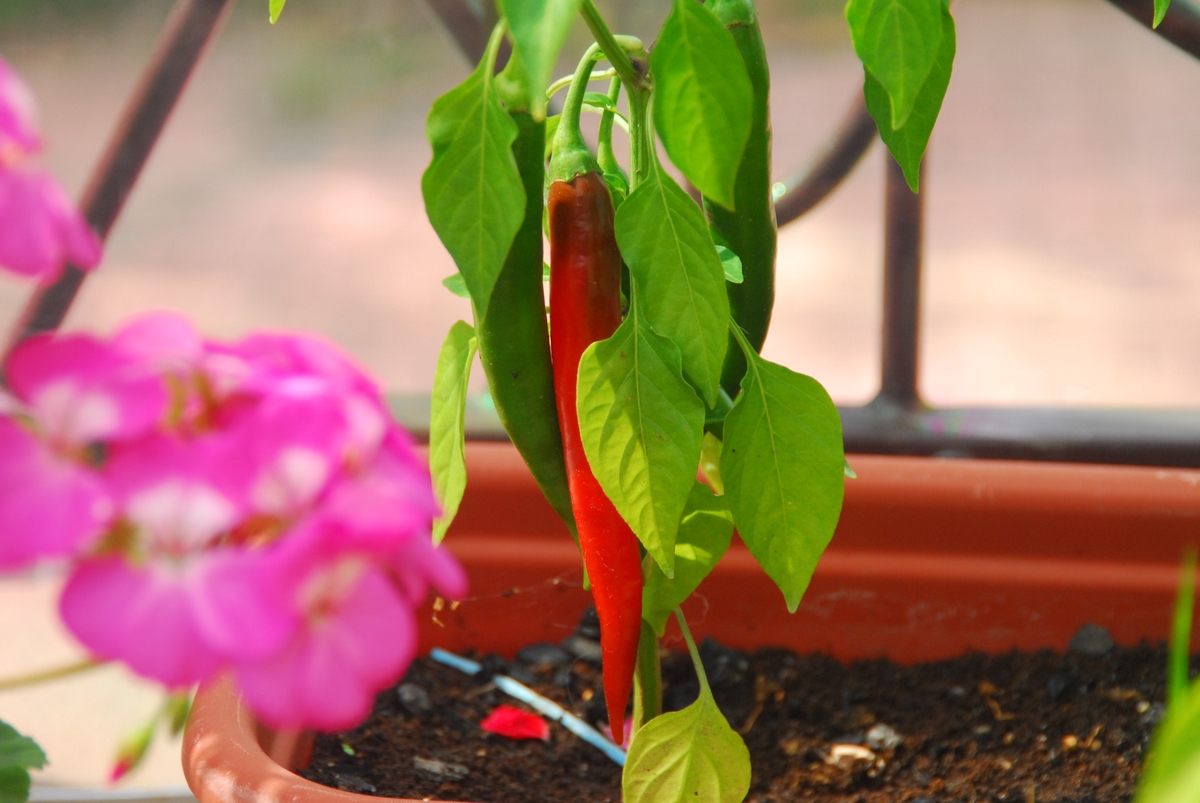 朝天椒高产施肥方案：从基肥到追肥，全周期详解