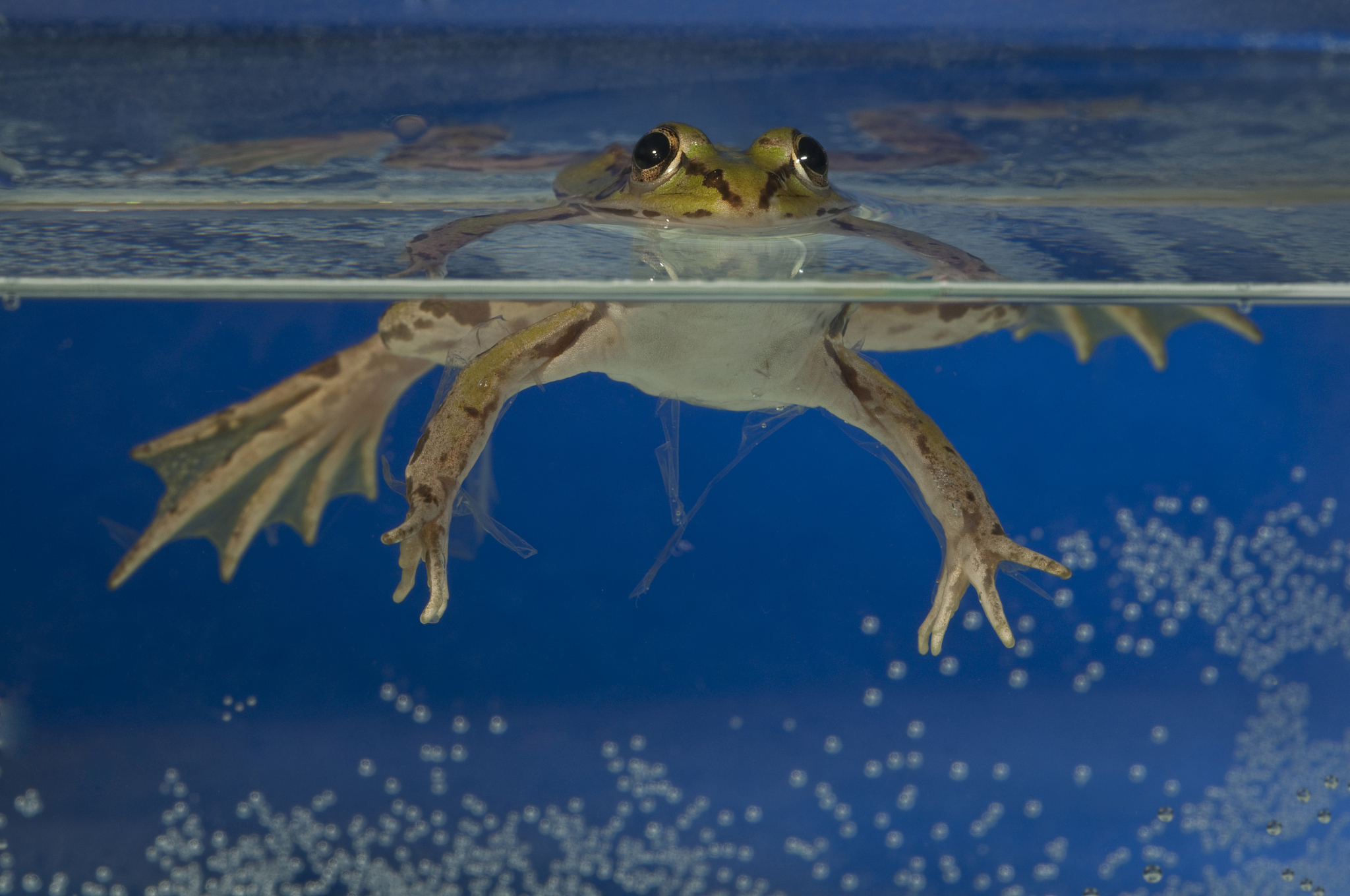 电鳗的神秘力量：在电被发现之前人们如何解释它？