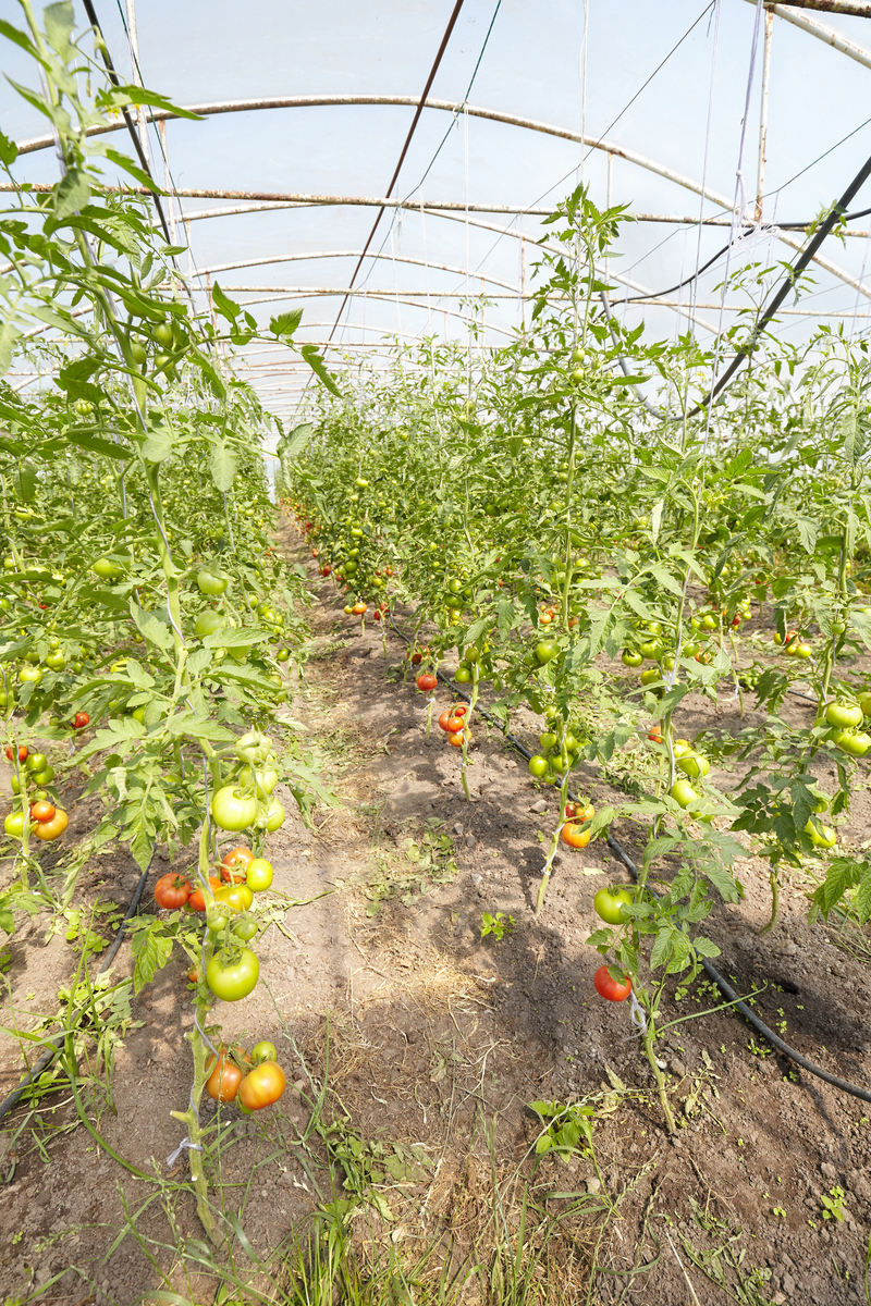 番茄 抗逆育种：适应恶劣环境，提高产量