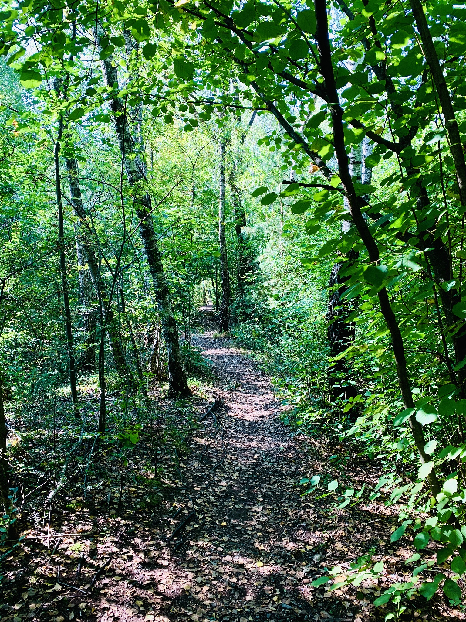 200字风景随笔运用多种修辞手法