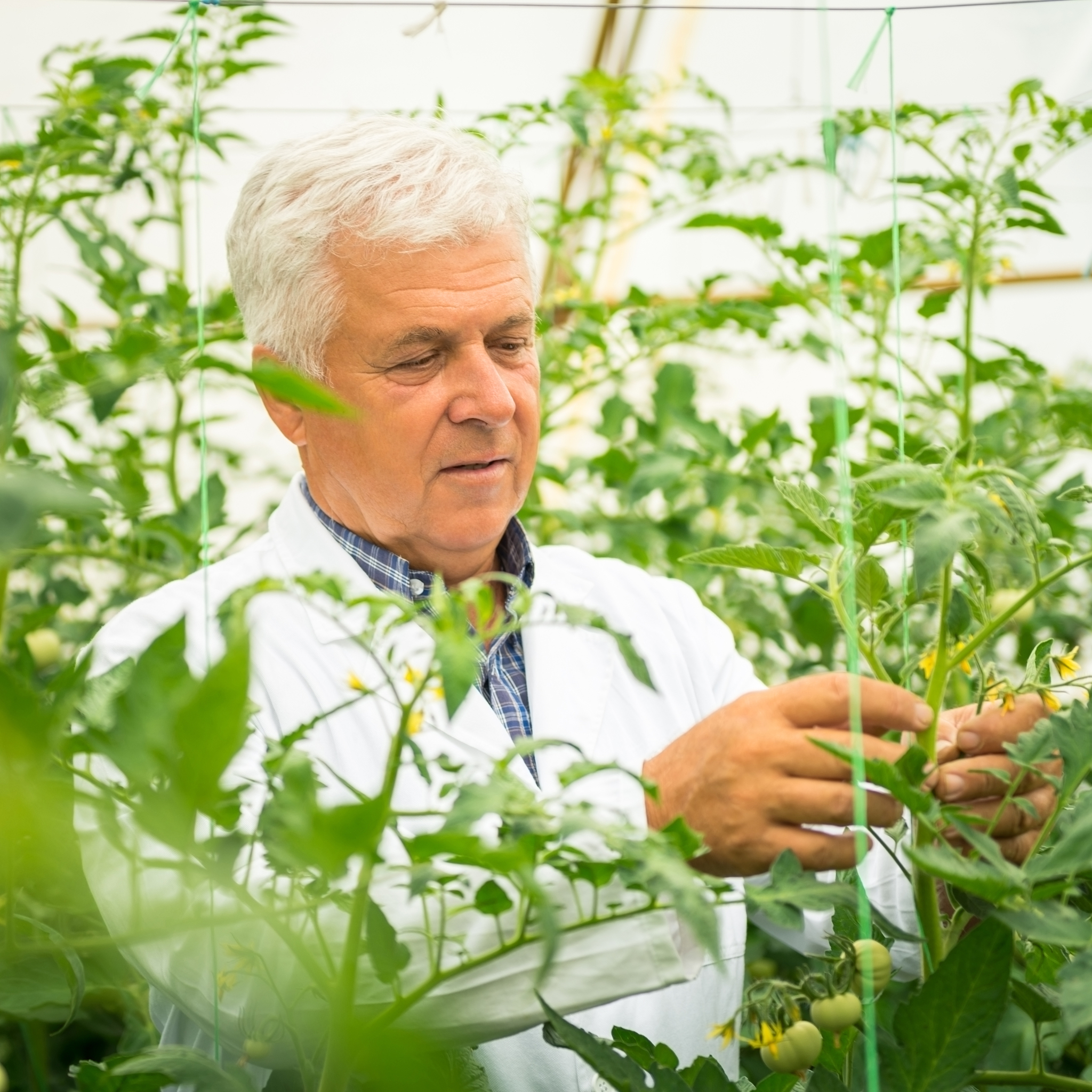 植物识别分类：日常生活中的重要意义