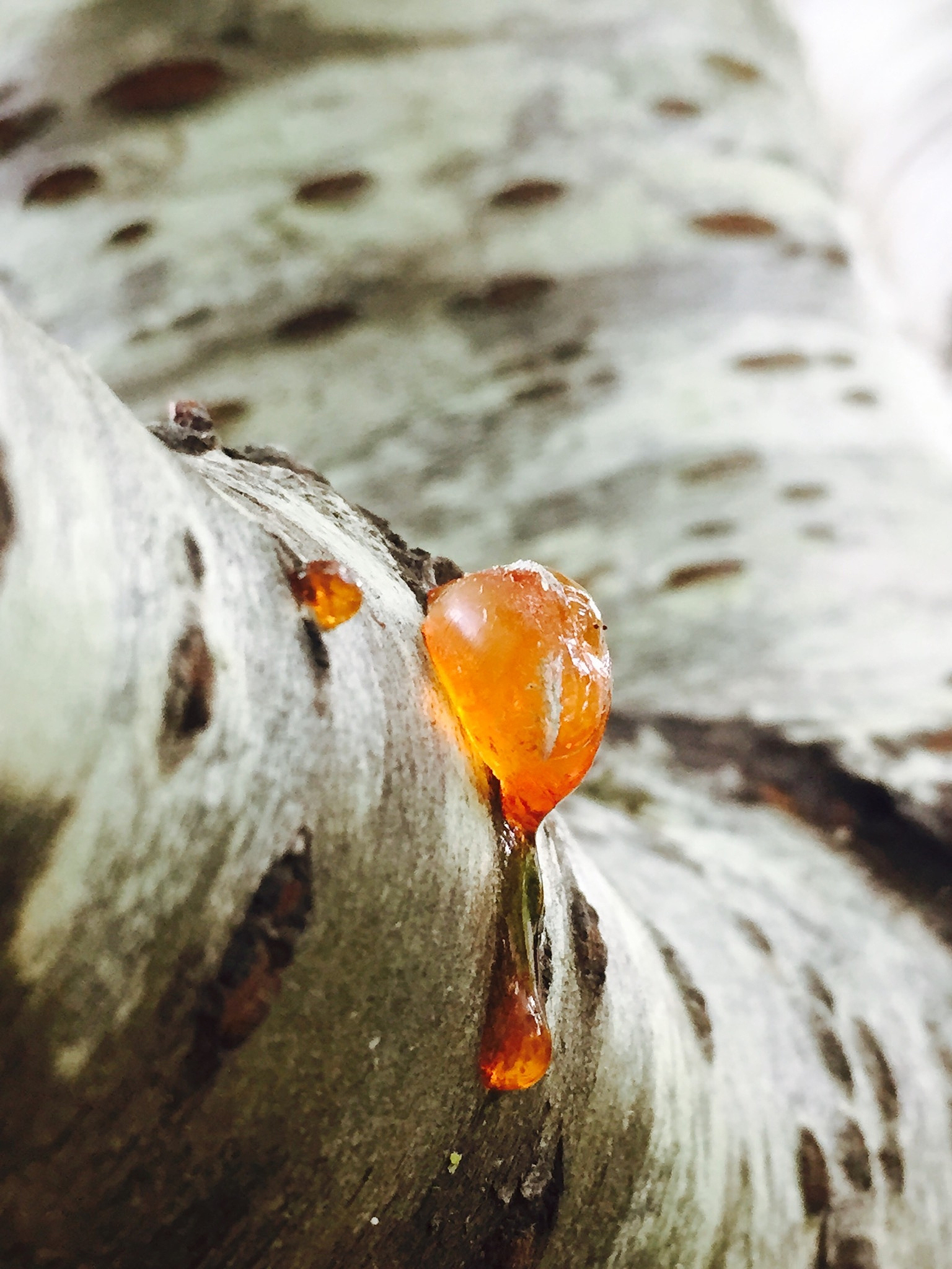 close-up of rosin on tree trunk