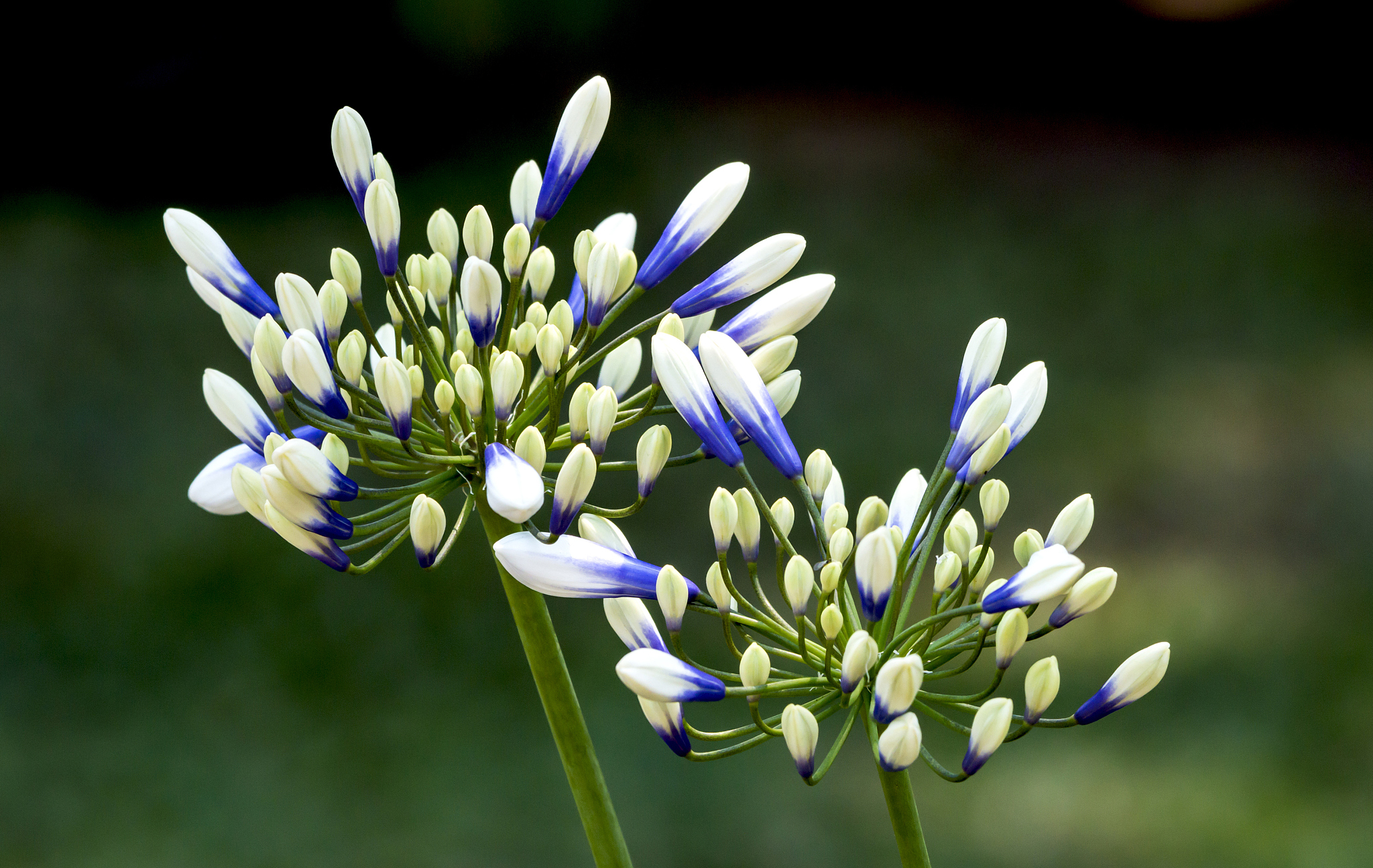 帮我按照斗破苍穹这个小说风格创作一个相似的漫画内容画面