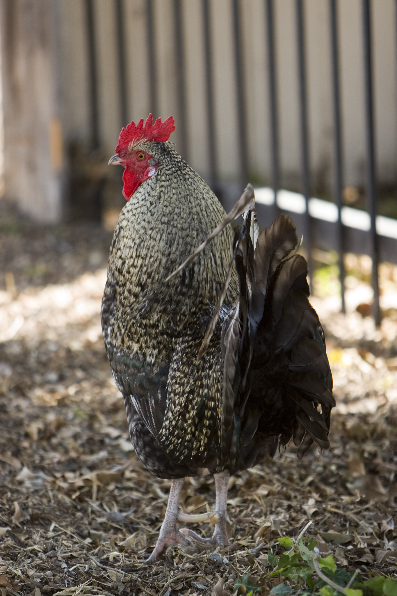 rooster