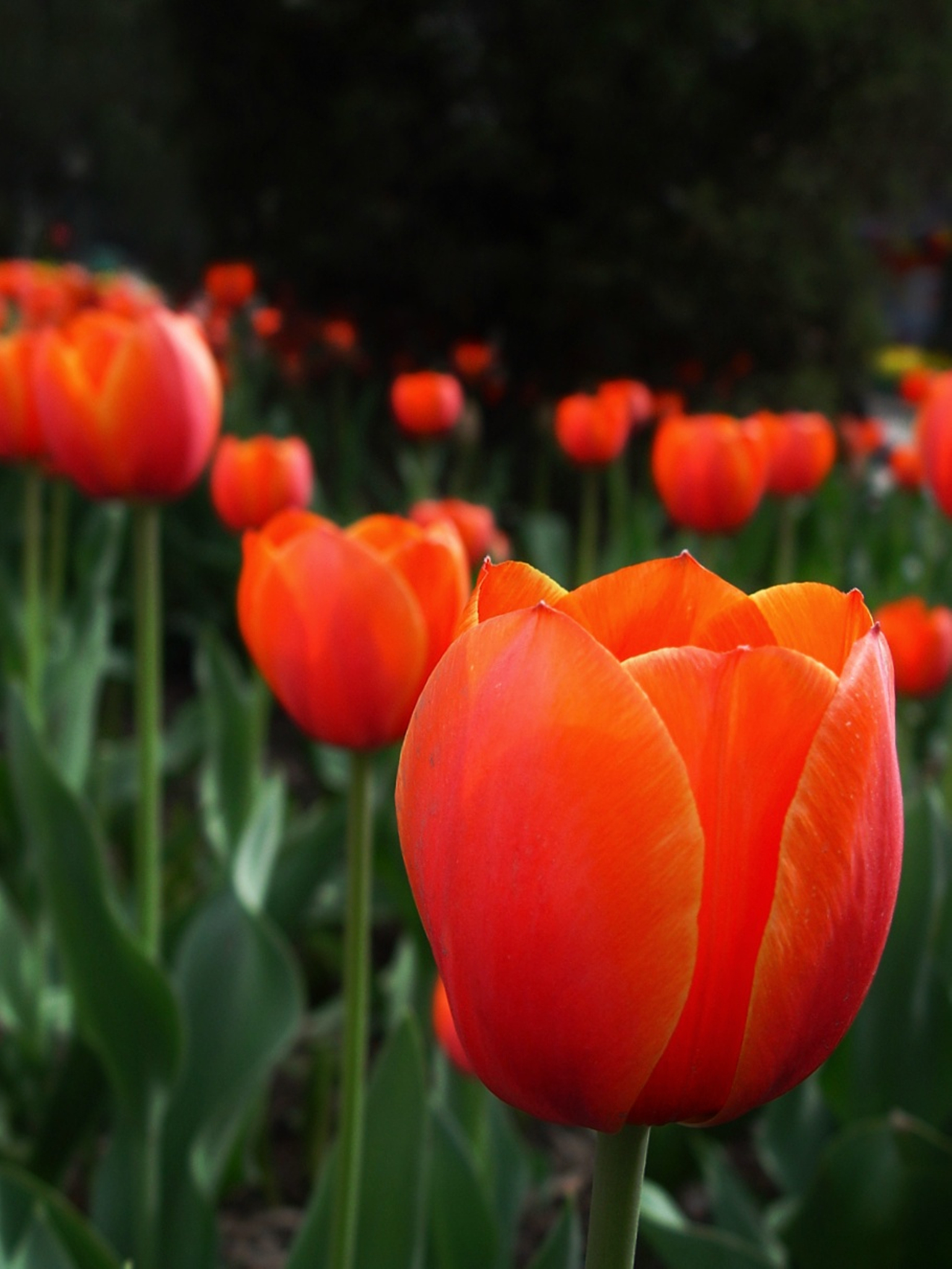 形容郁金香好看的幽默句子