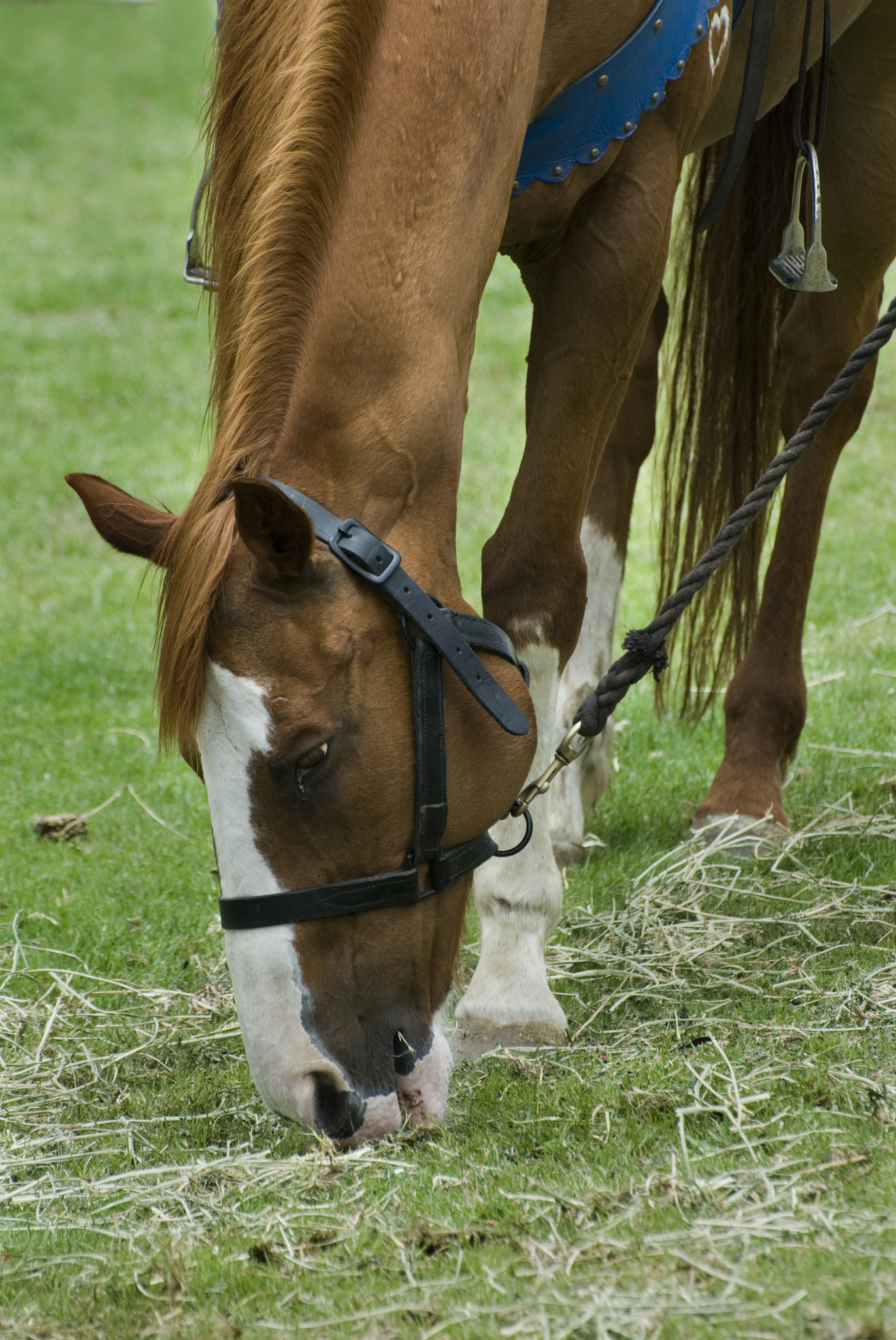 horse feeding