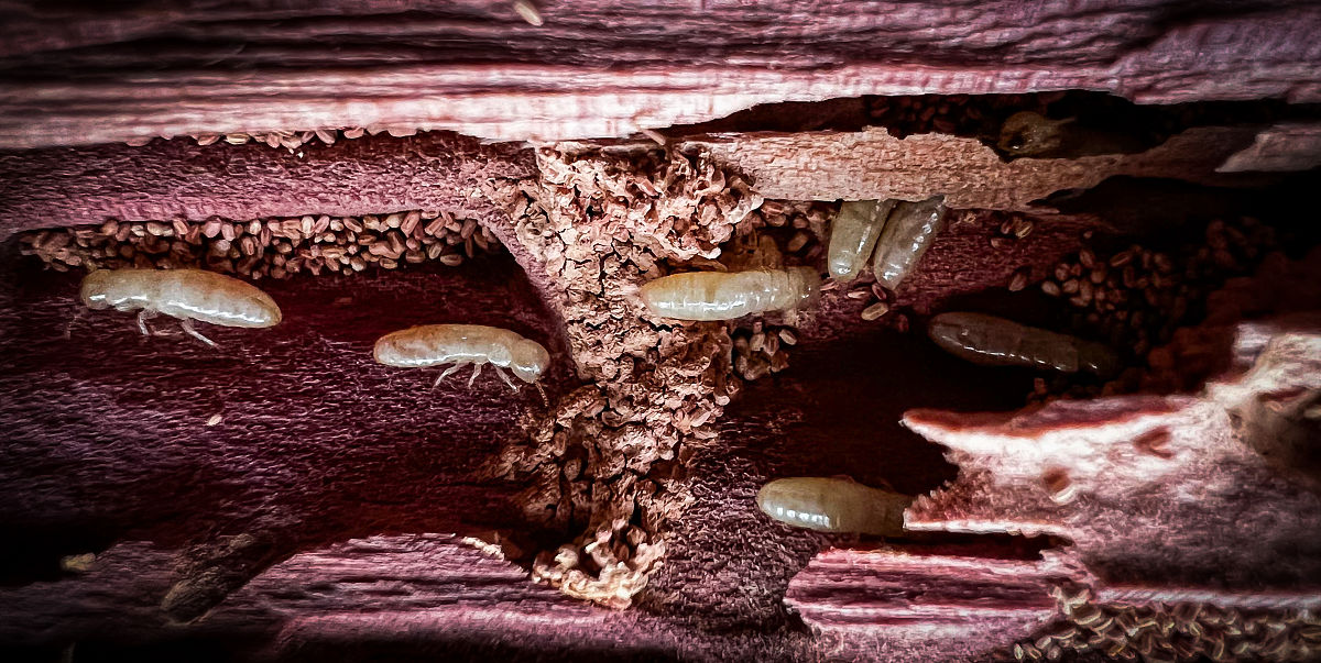 白蚁普查服务后续承诺：保障您的房屋安全