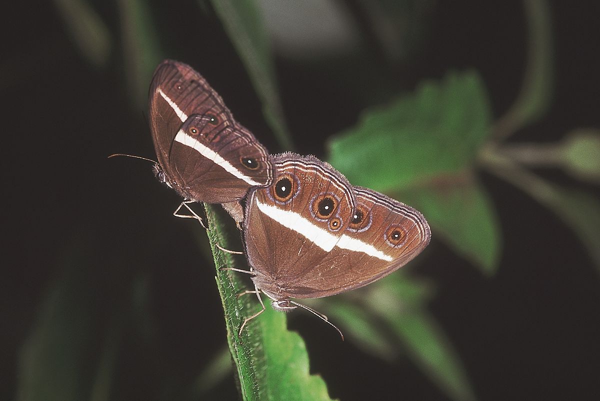 比较优势杂交育种与常规杂交育种的相同点和不同点