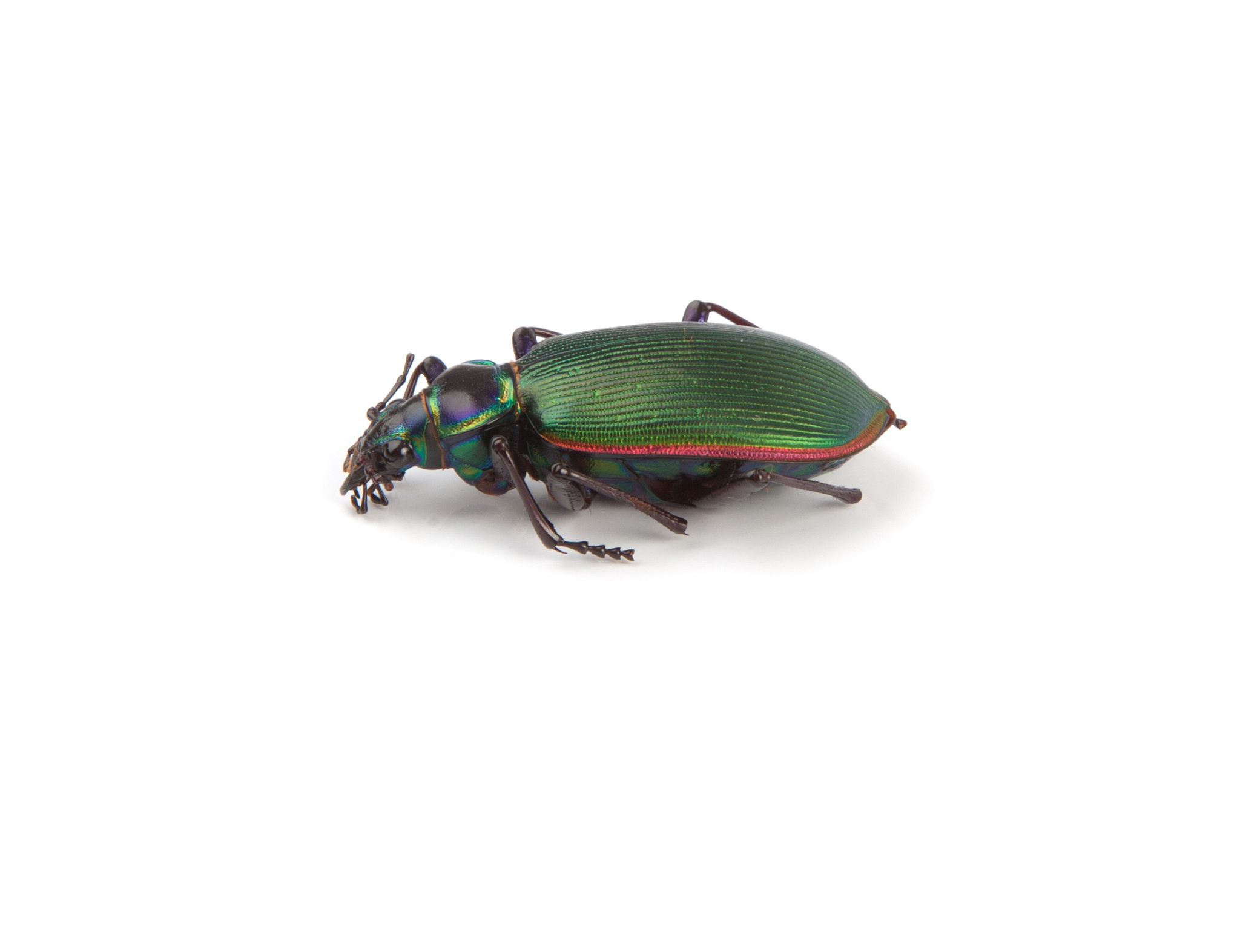 beetle
