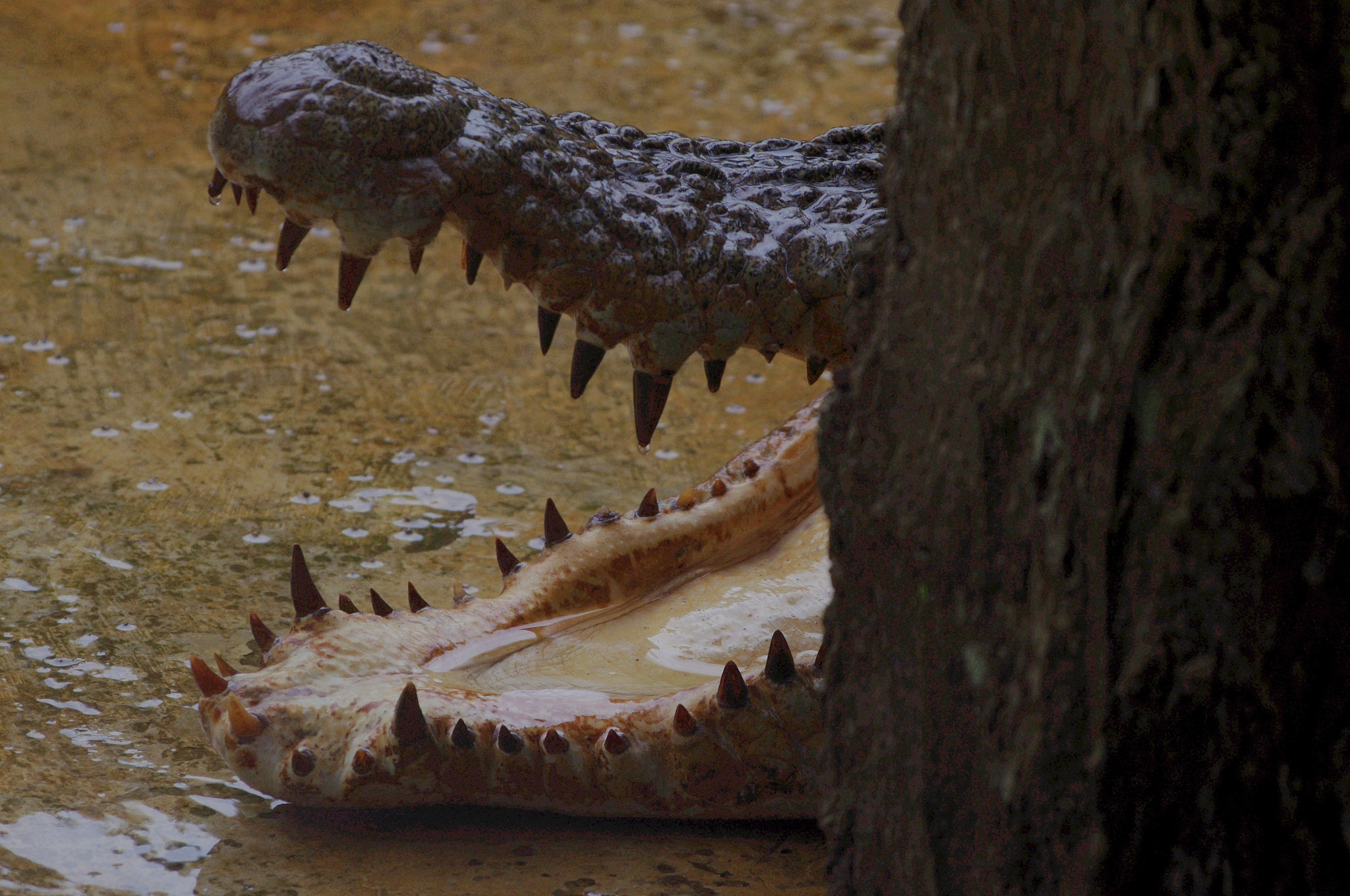 close-up of crocodile in water