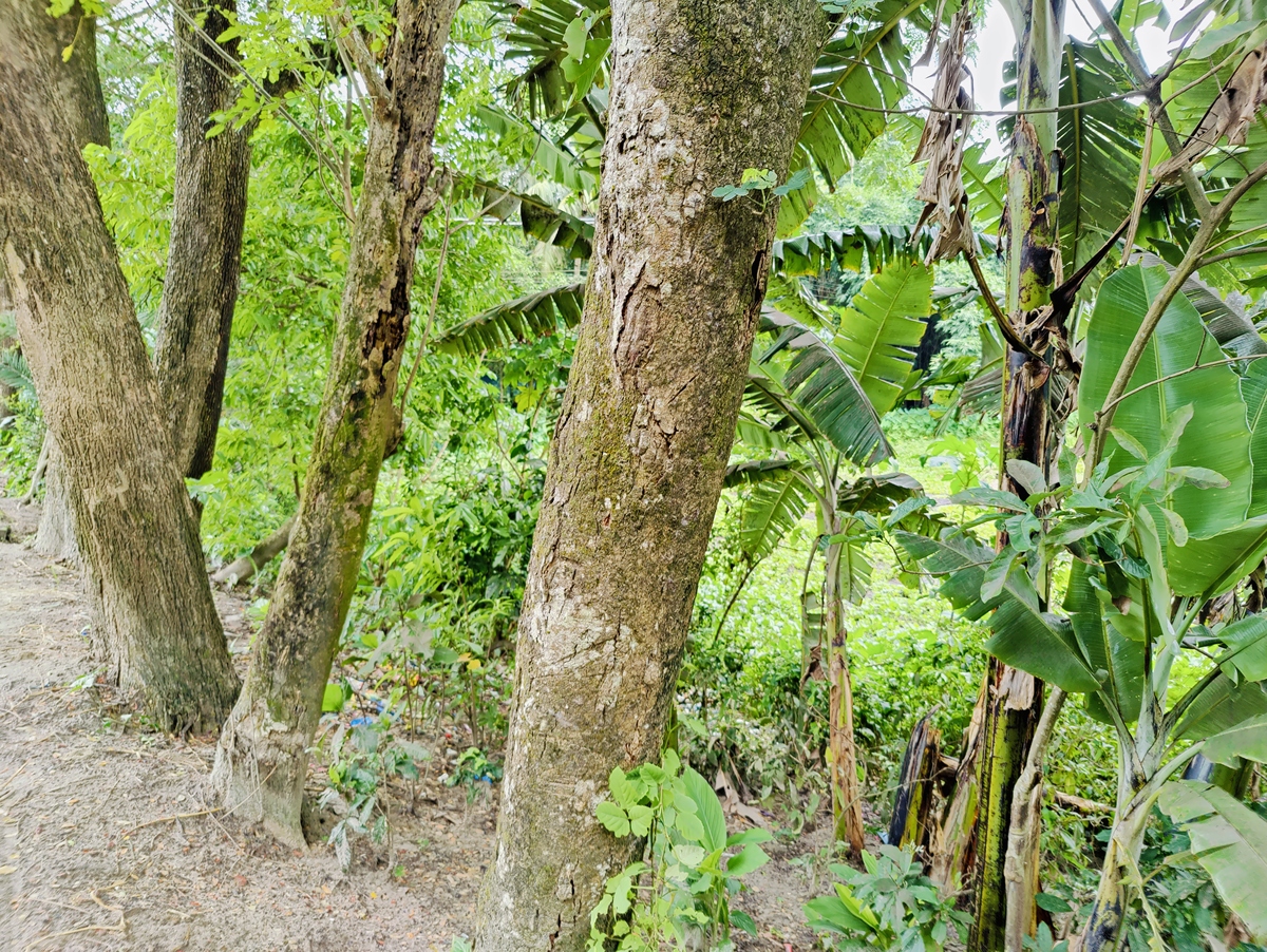 橡胶树几年可以割胶？一文了解橡胶树生长周期 -