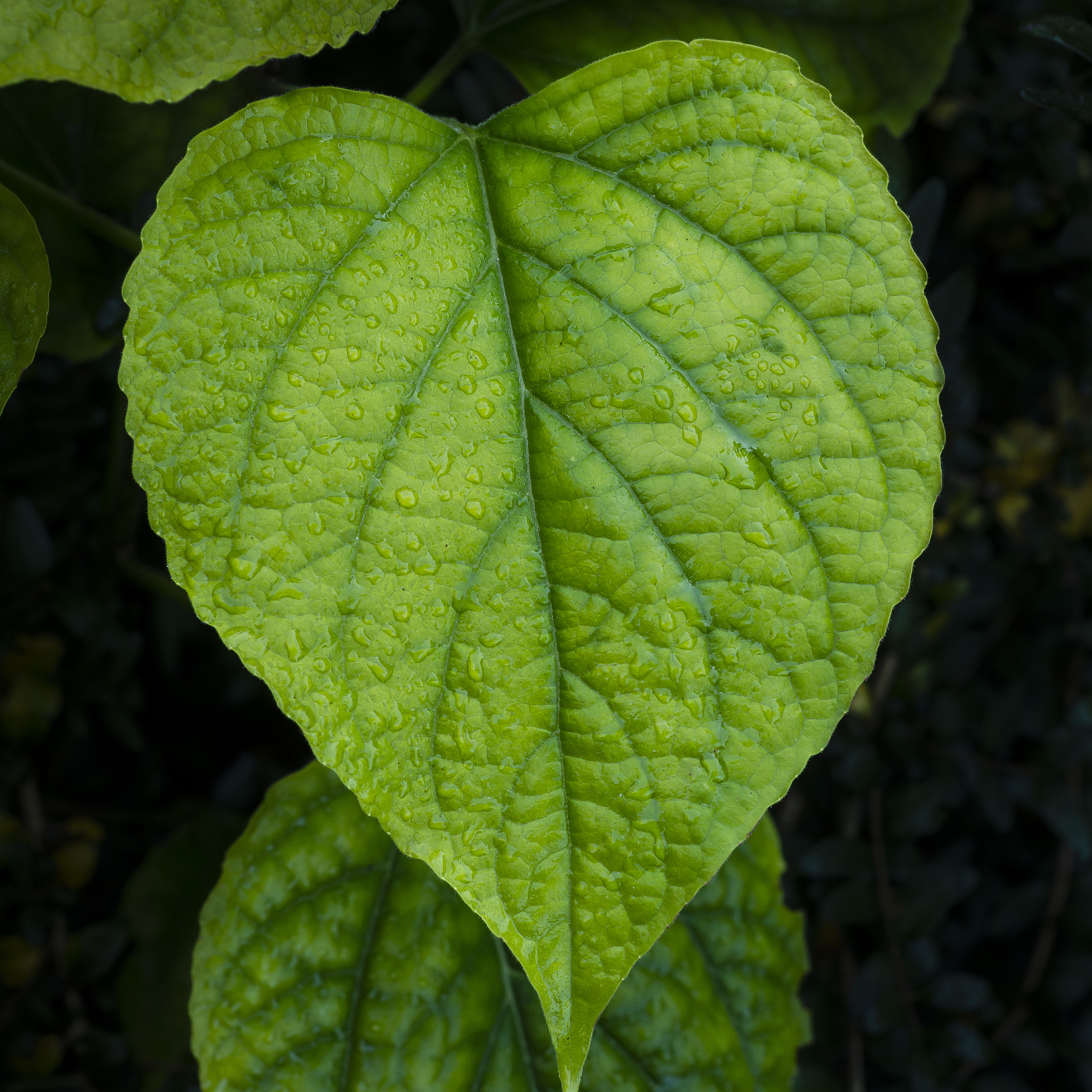 close up of green leaf.