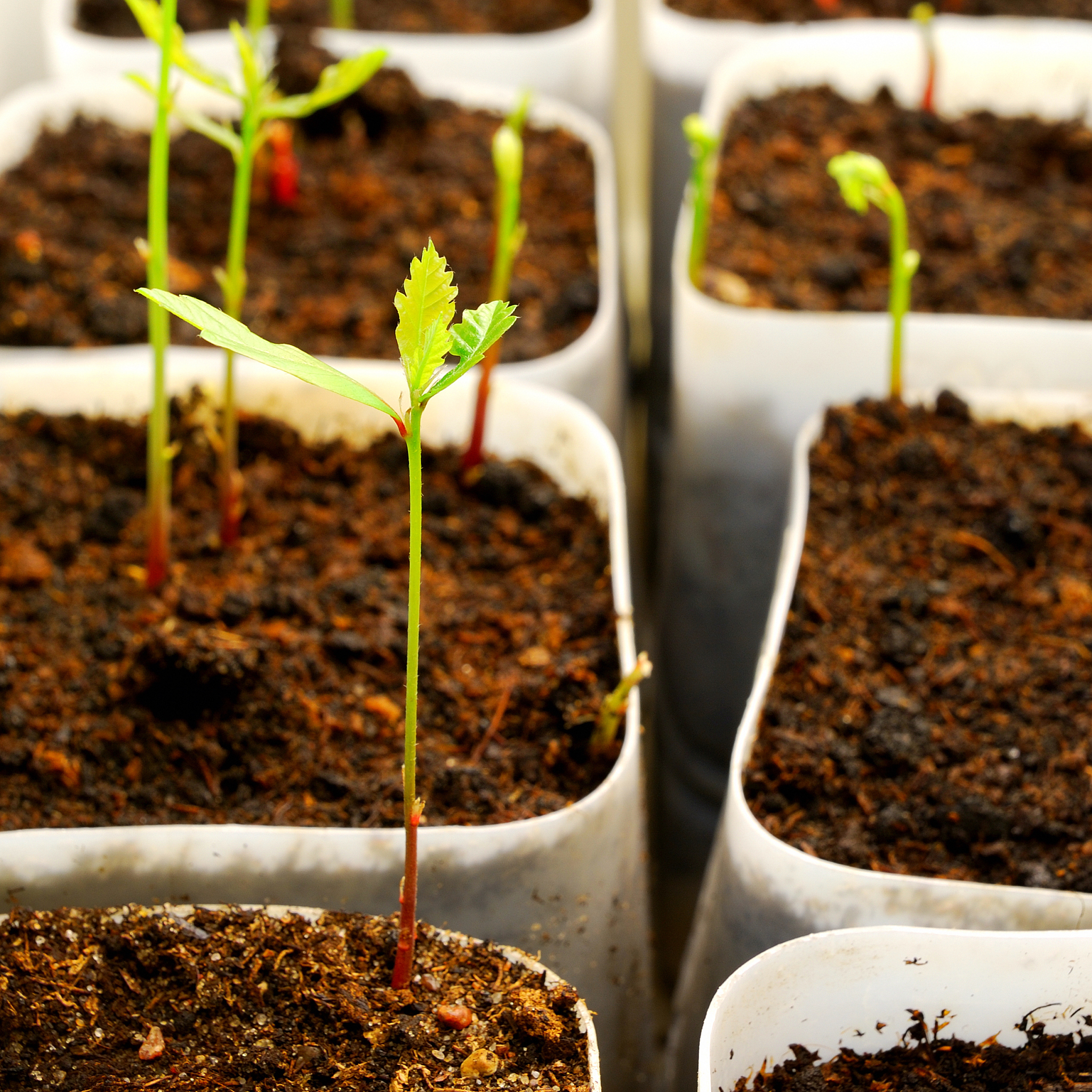 小学生植物种类对蚯蚓多样性的影响实验设计