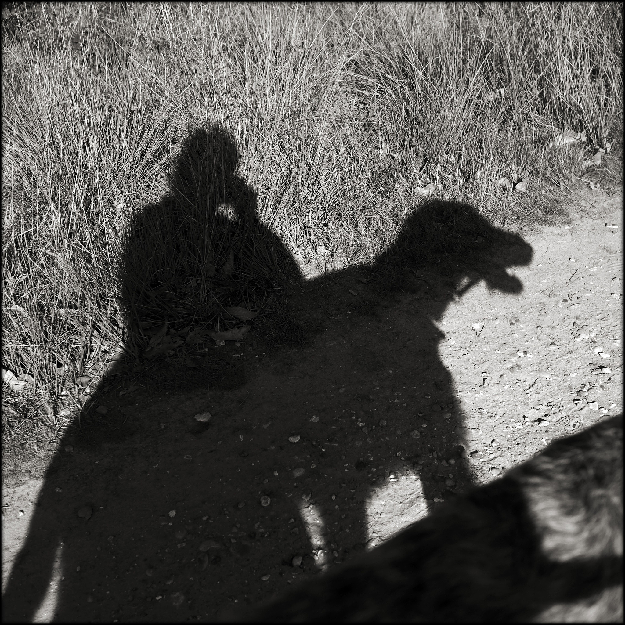 狼孩：真实案例与虚构角色探秘